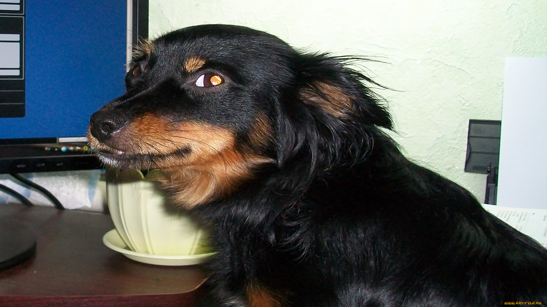 животные, собаки