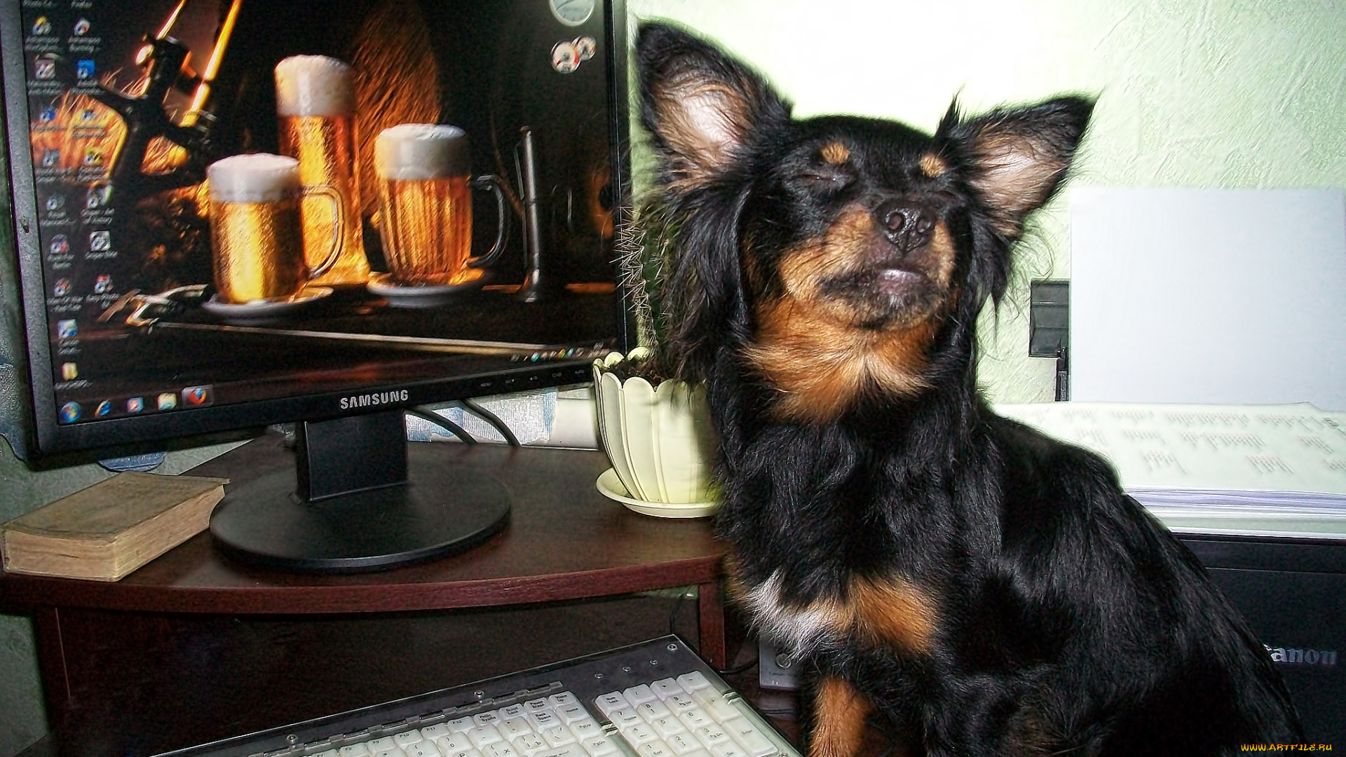 животные, собаки