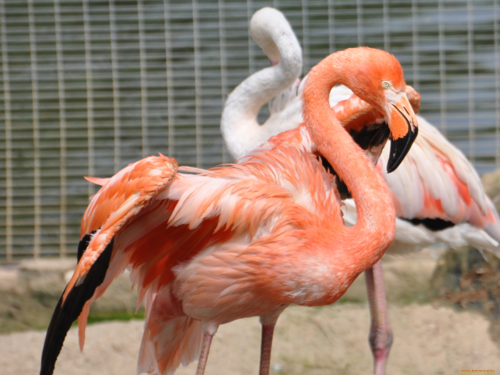 животные, фламинго