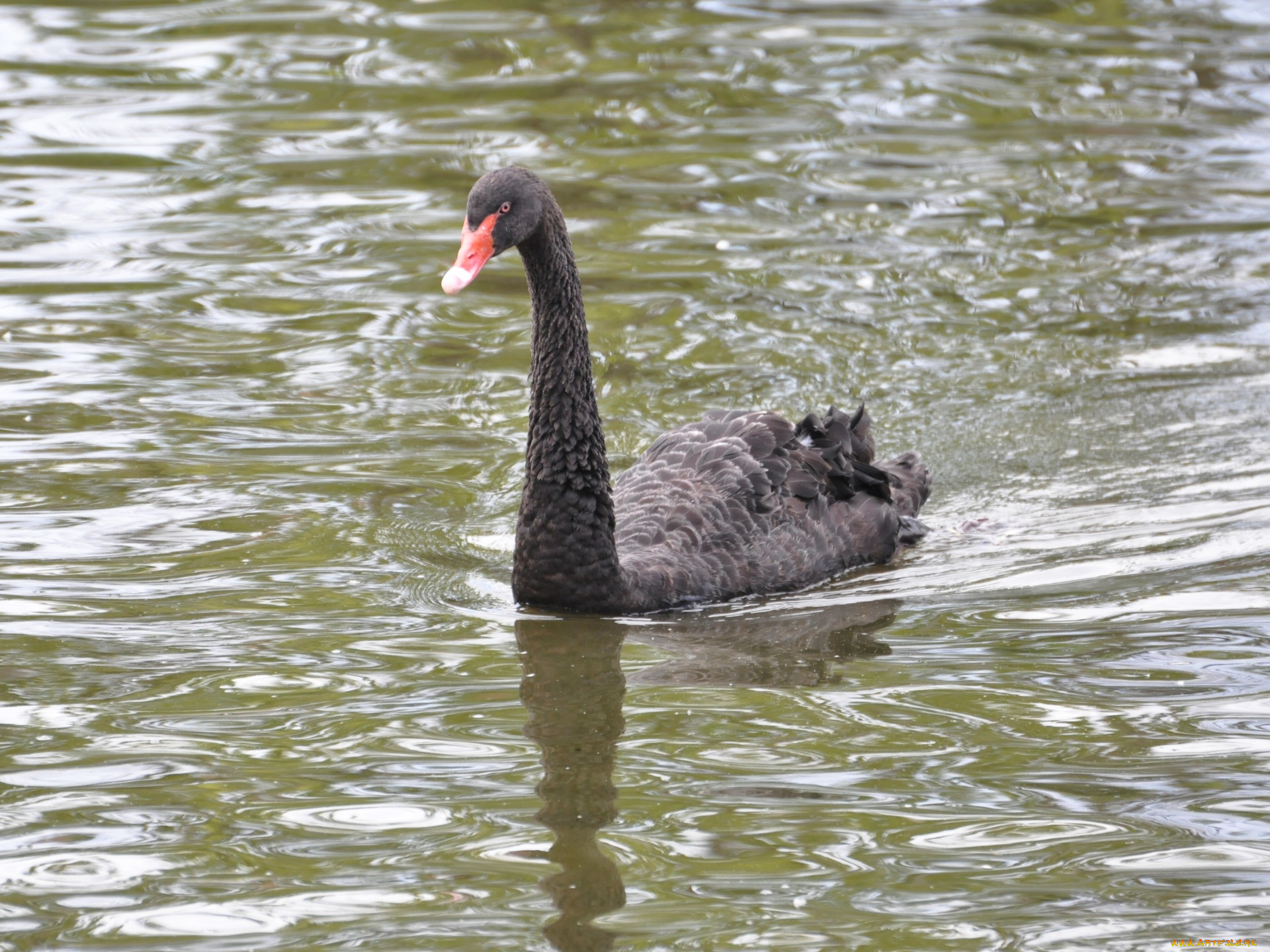 животные, лебеди