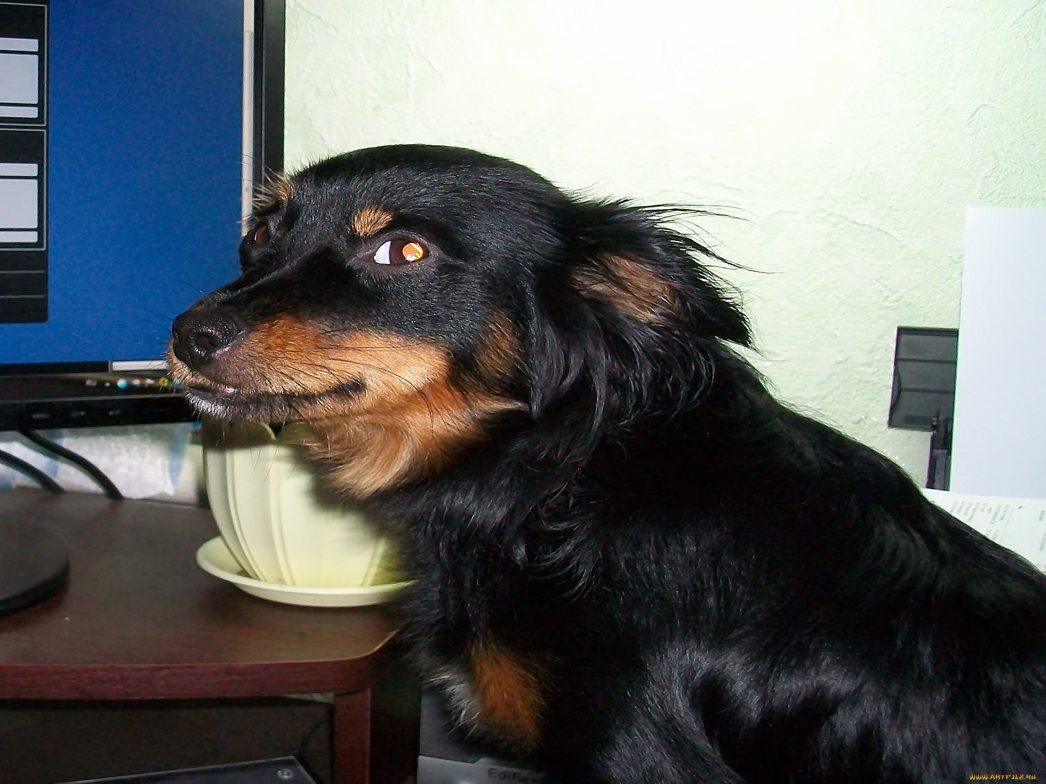 животные, собаки