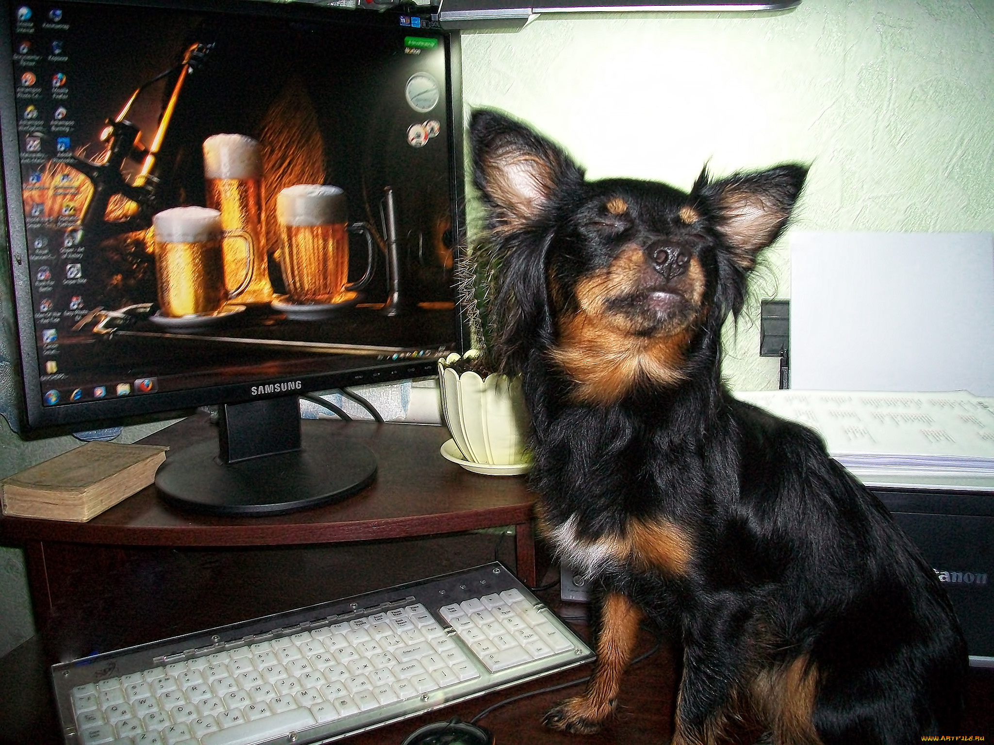 животные, собаки