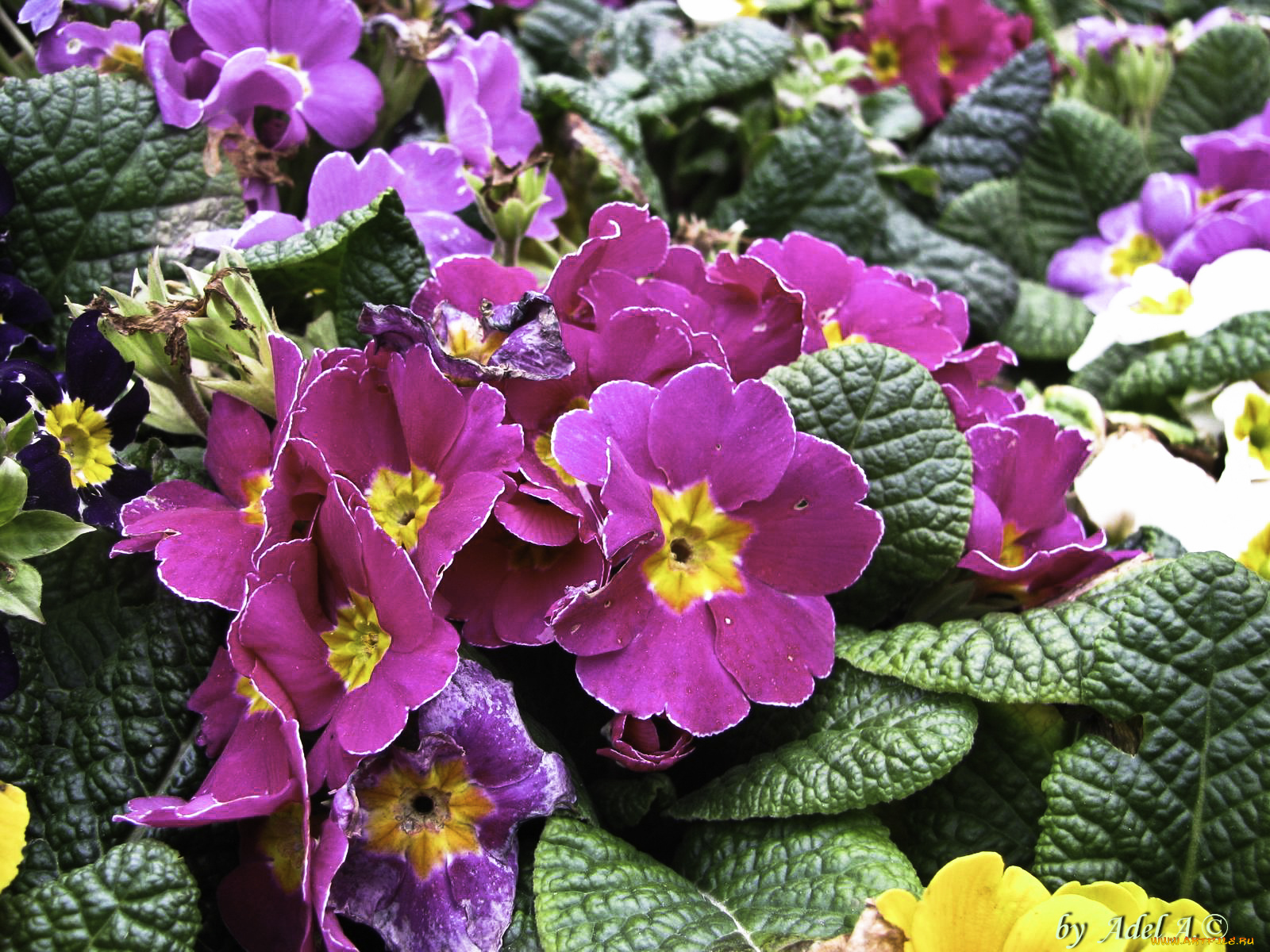 цветы, примулы, весна, примула