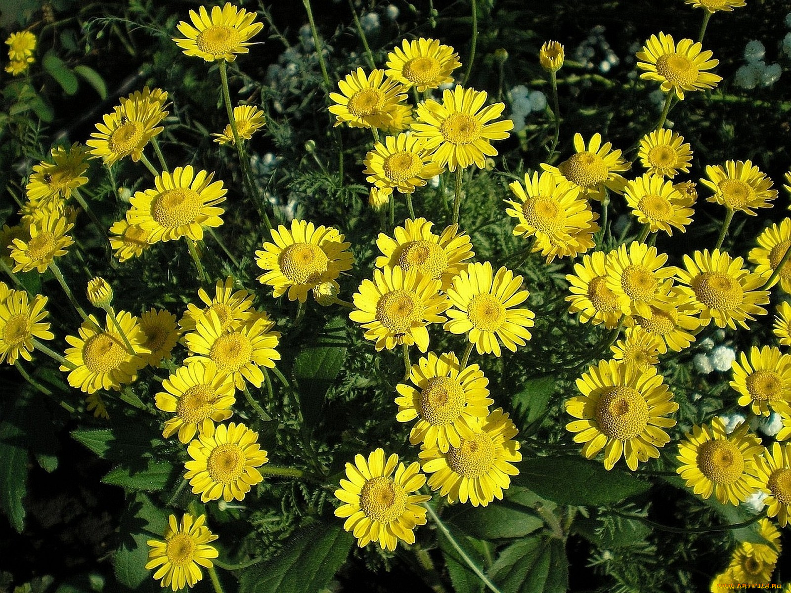 цветы, ромашки, много, желтый