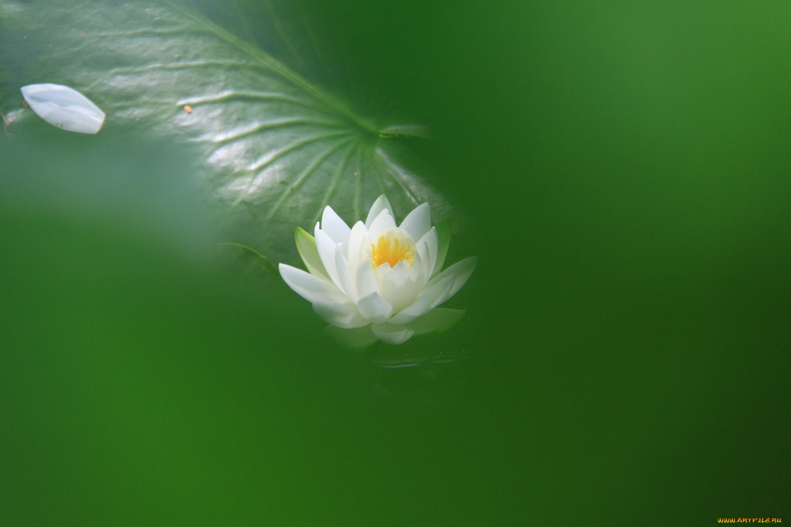цветы, лилии, водяные, нимфеи, кувшинки