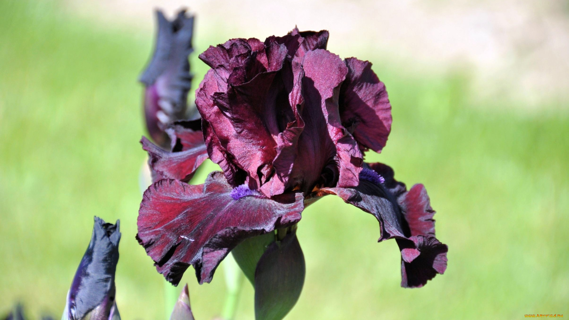 цветы, ирисы, лиловый