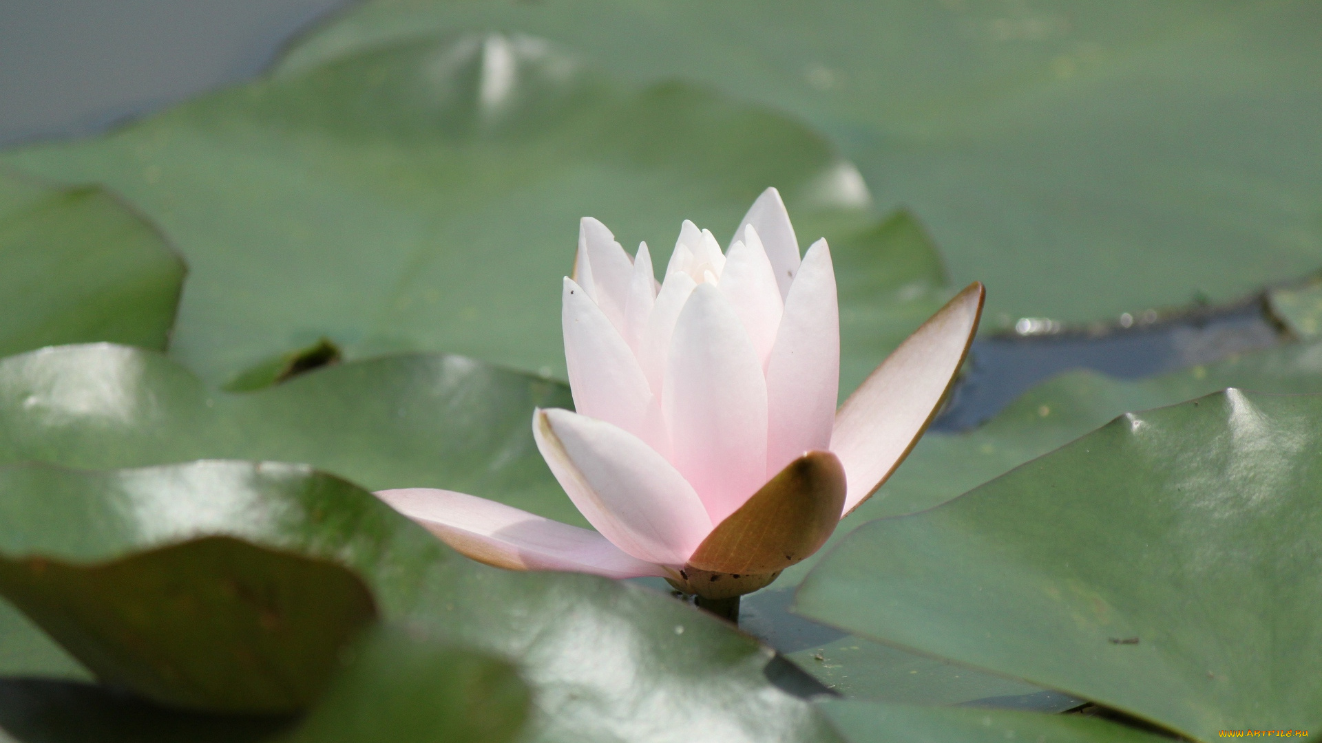 цветы, лилии, водяные, нимфеи, кувшинки