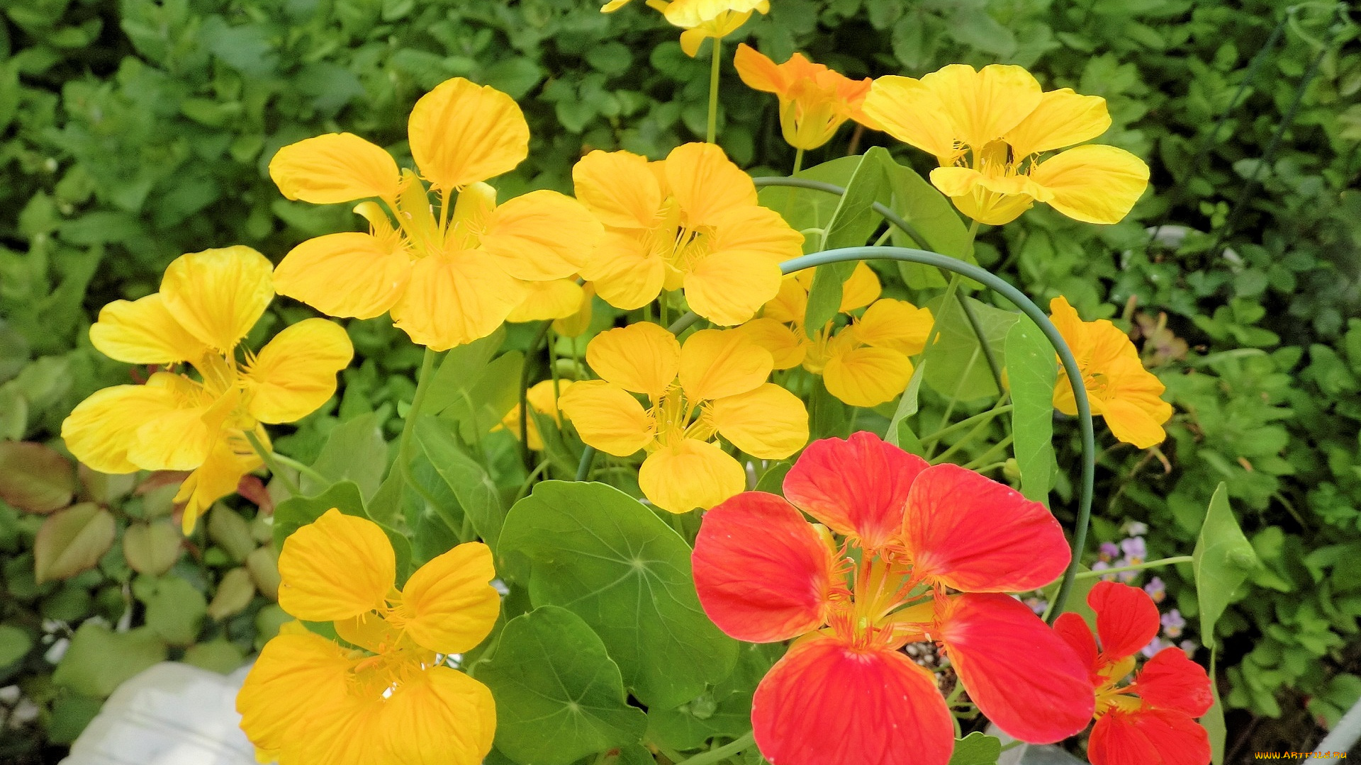 цветы, настурции