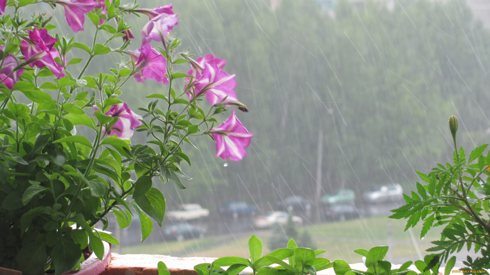 цветы, петунии, калибрахоа, розовые, дождь