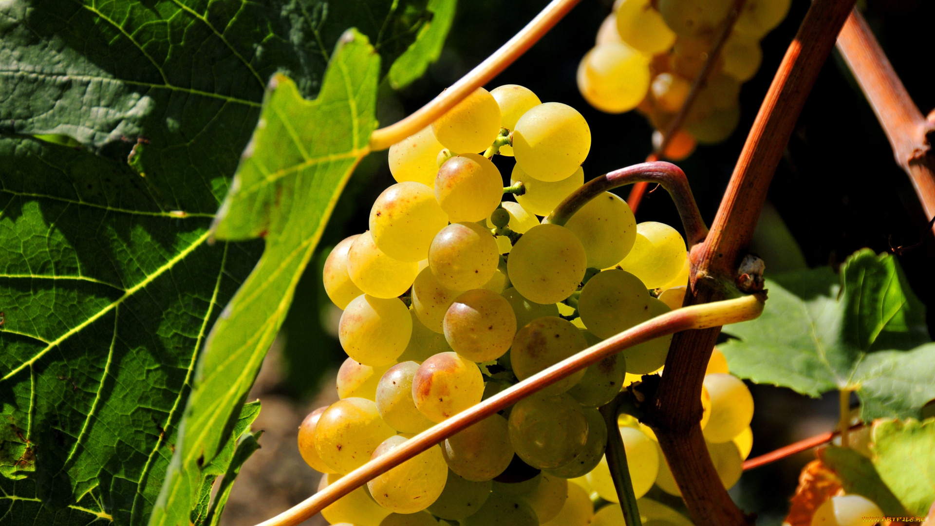 природа, Ягоды, виноград, желтый