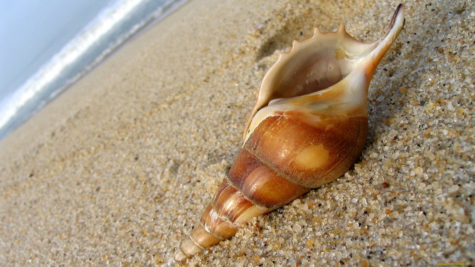 разное, ракушки, кораллы, декоративные, spa, камни, песок