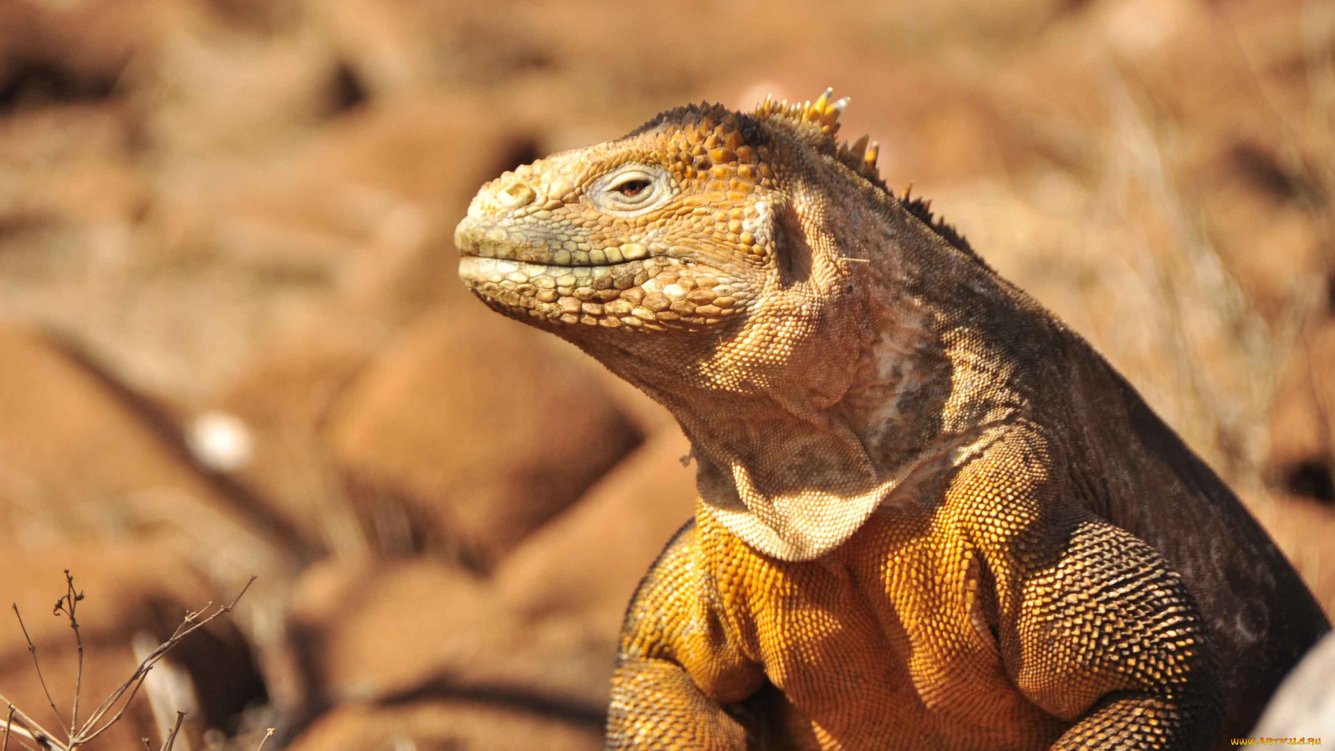 животные, Ящерицы, игуаны, вараны, игуана