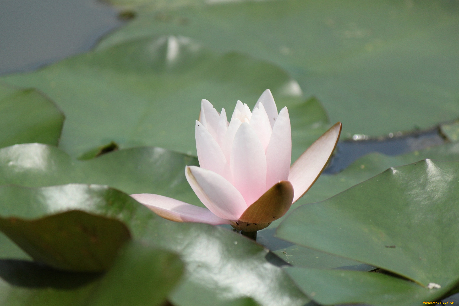 цветы, лилии, водяные, нимфеи, кувшинки