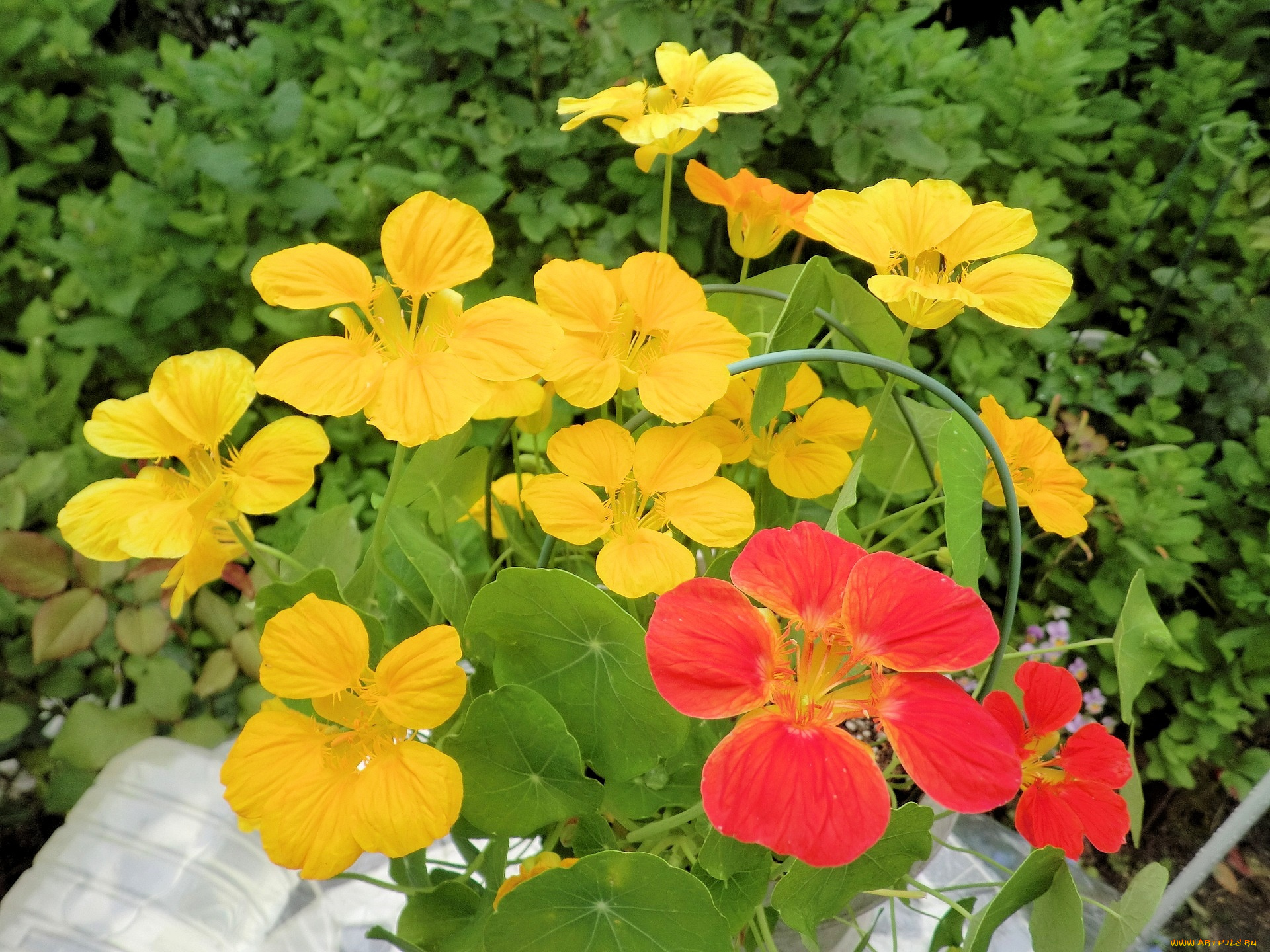 цветы, настурции