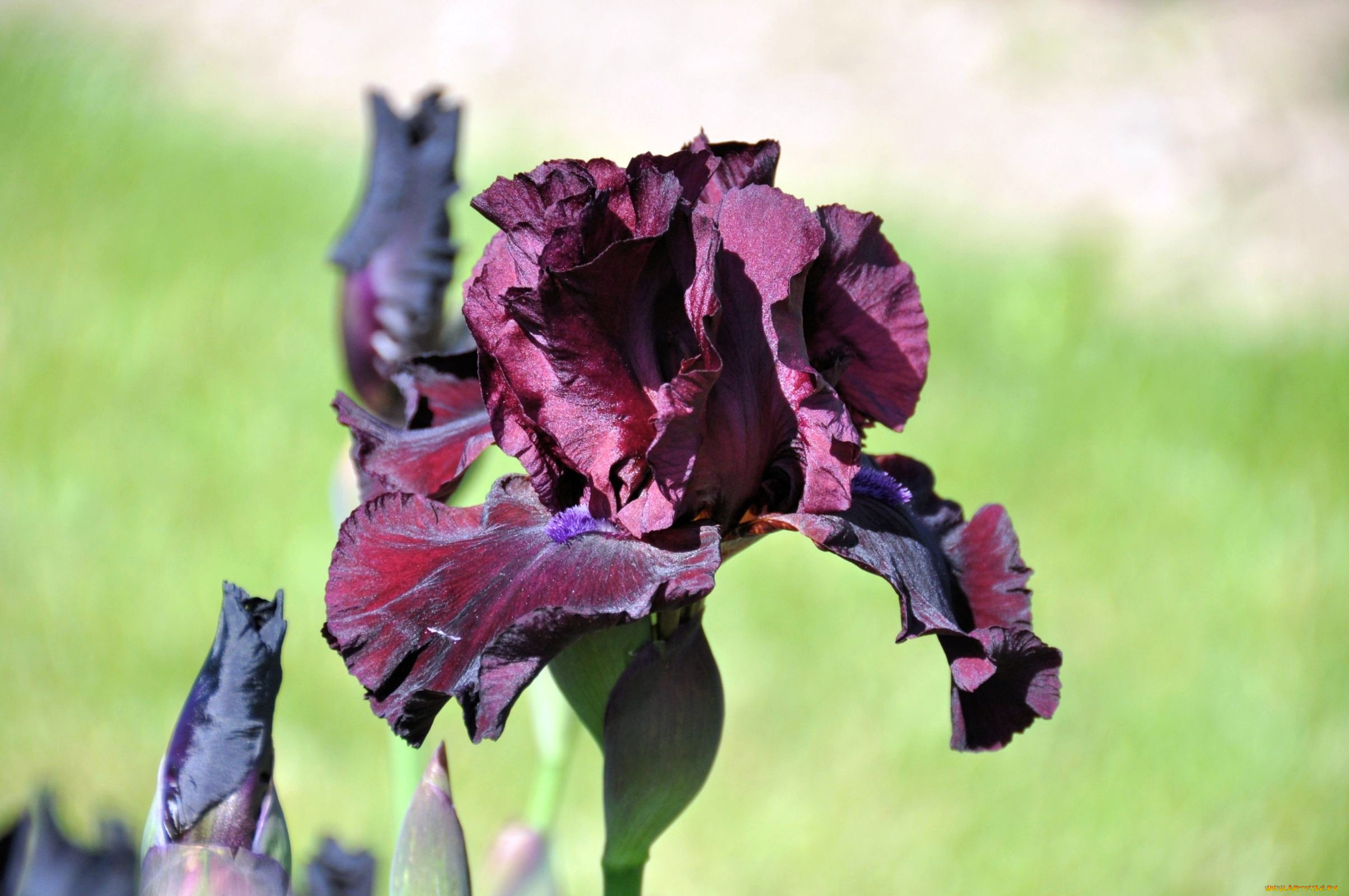 цветы, ирисы, лиловый