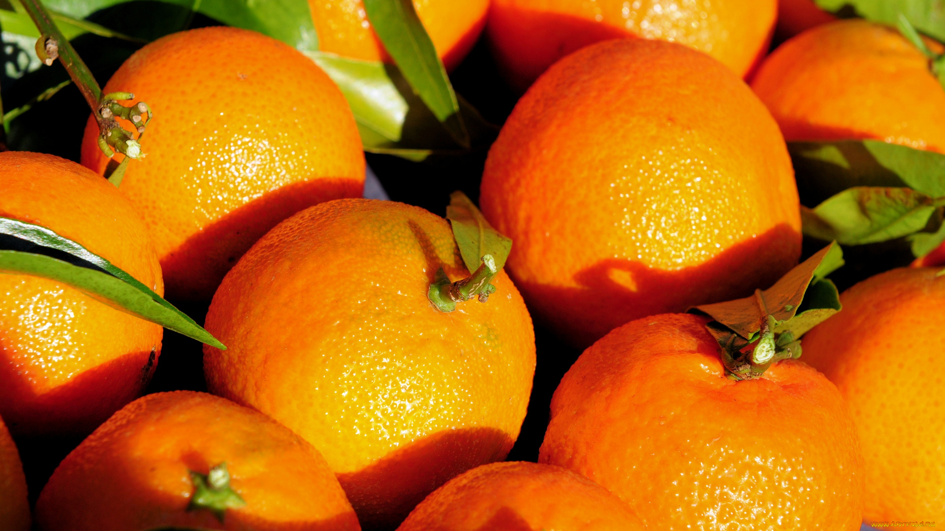 еда, цитрусы, мандарины, оранжевый