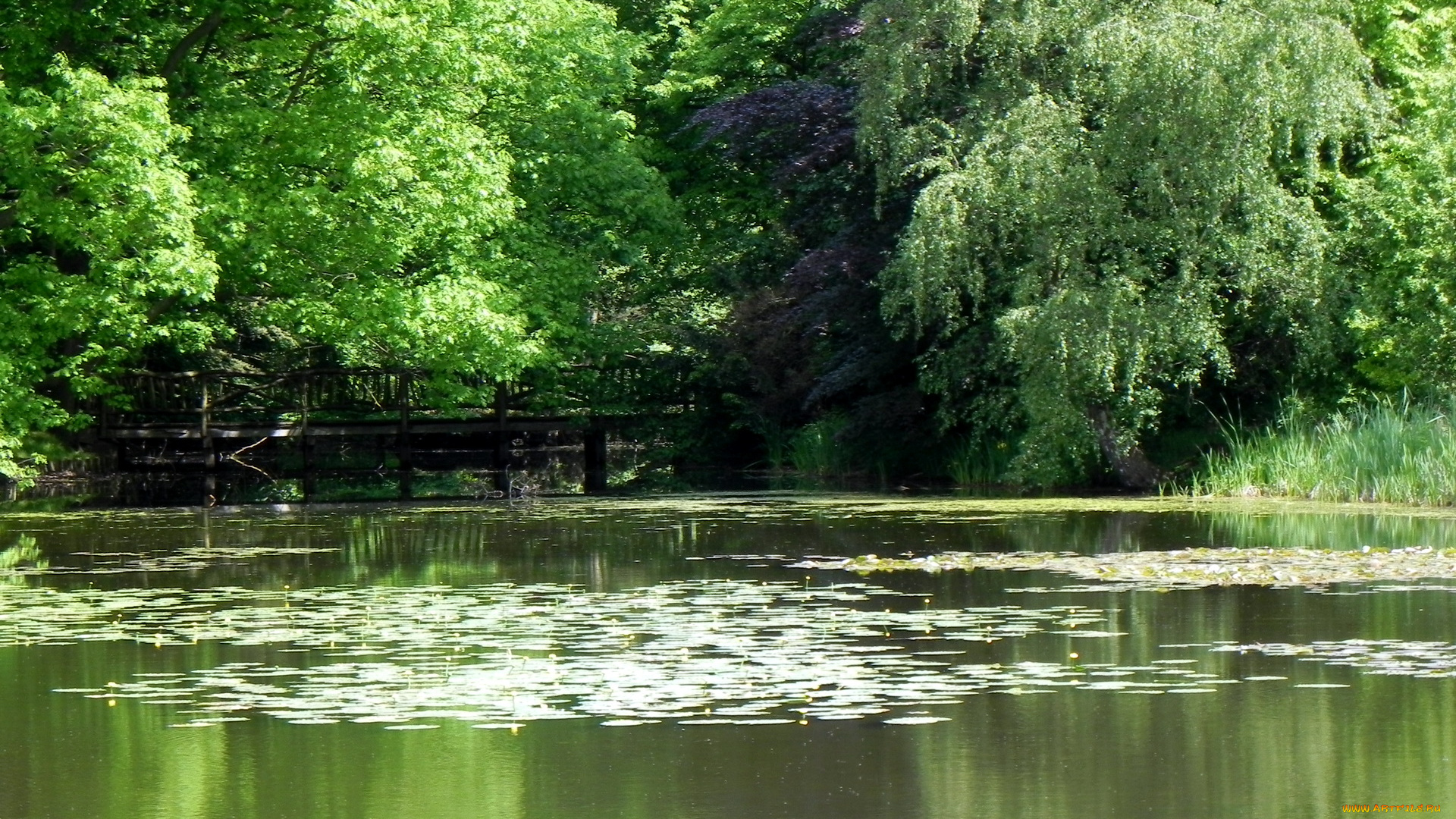 германия, park, burg, anholt, природа, парк, водоем, мостик, деревья