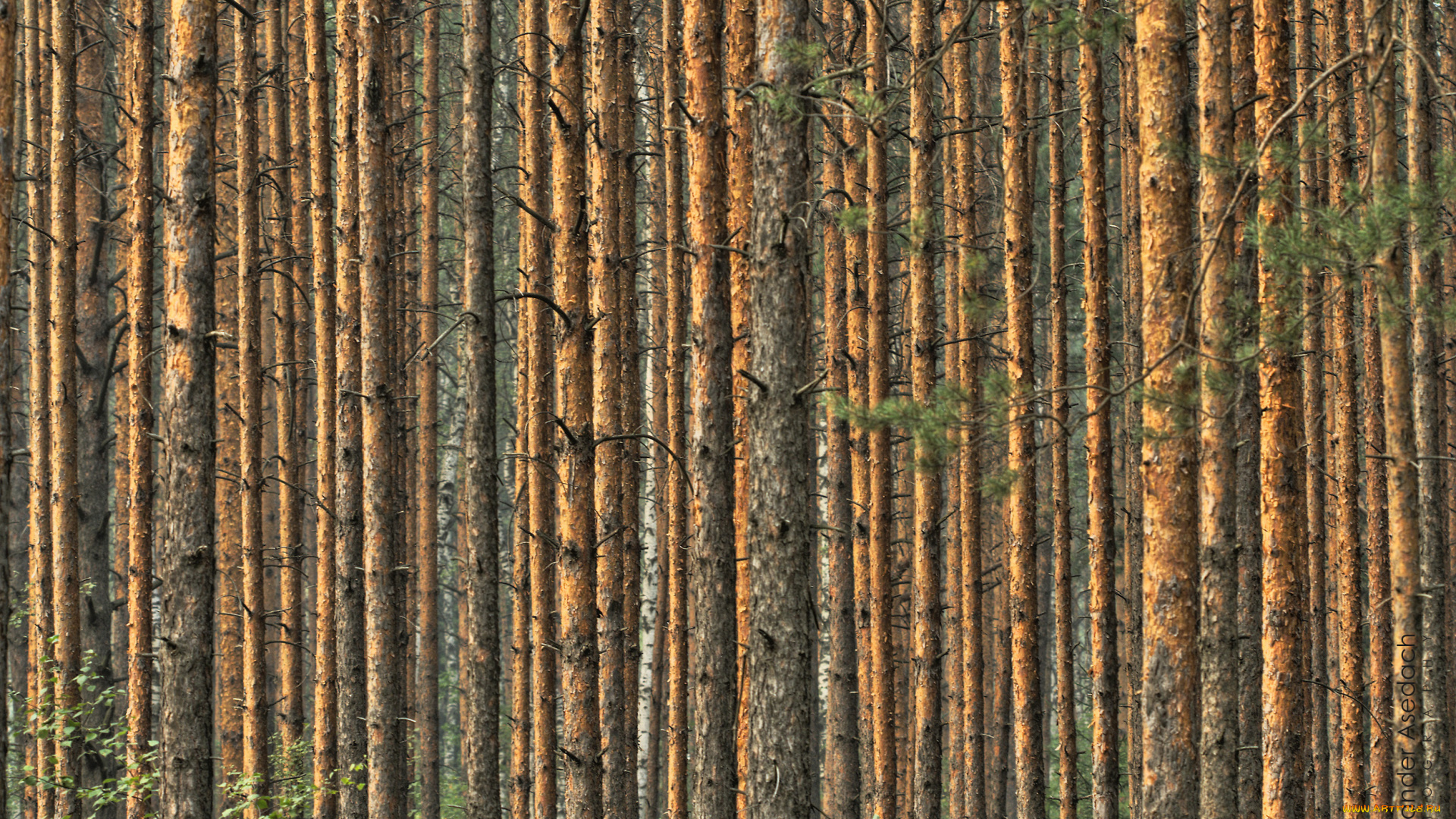 природа, лес, сосны, лето