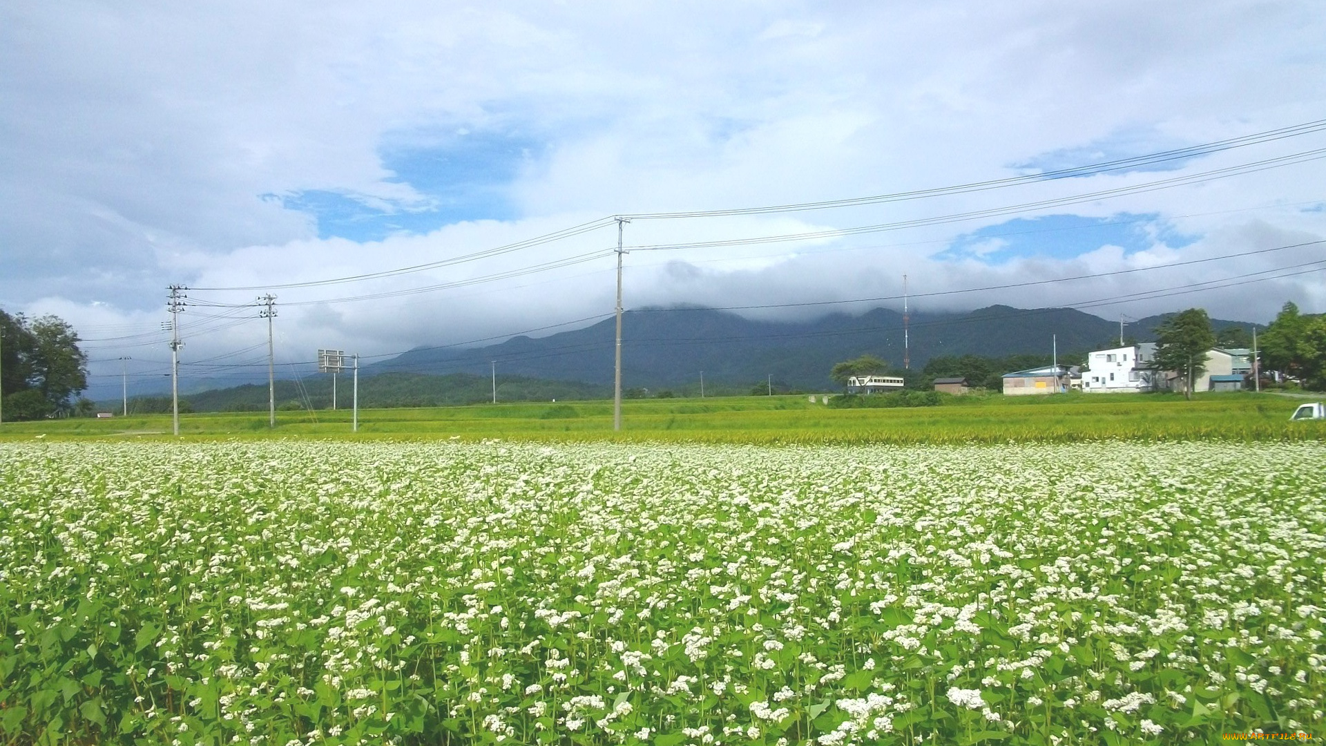 природа, поля, облака