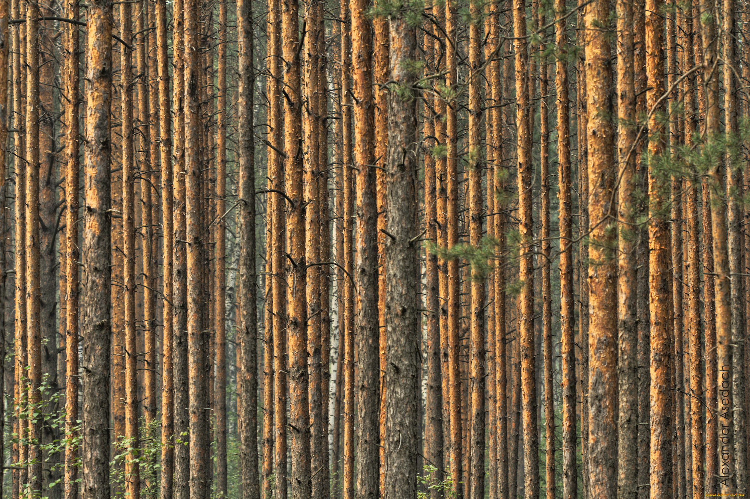 природа, лес, сосны, лето