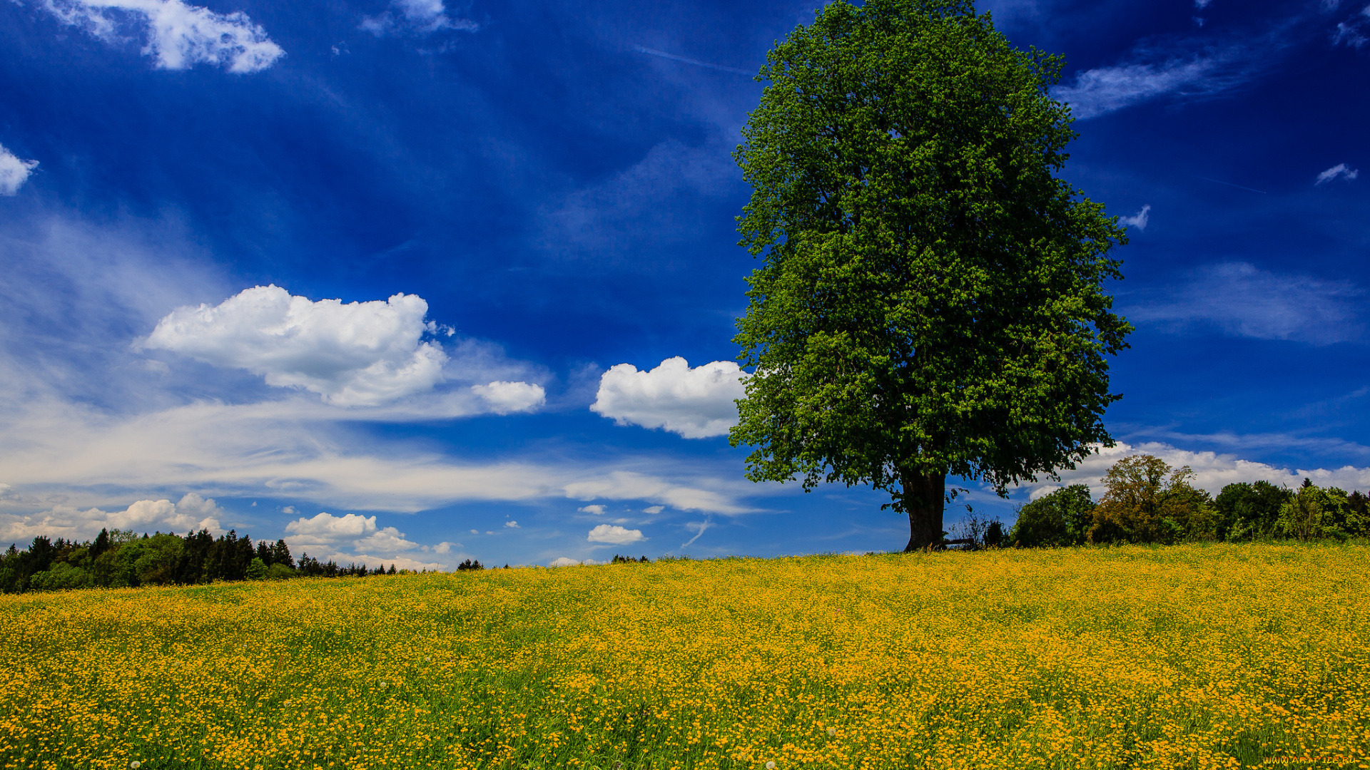 bavaria, germany, природа, луга, бавария, германия, луг, цветы