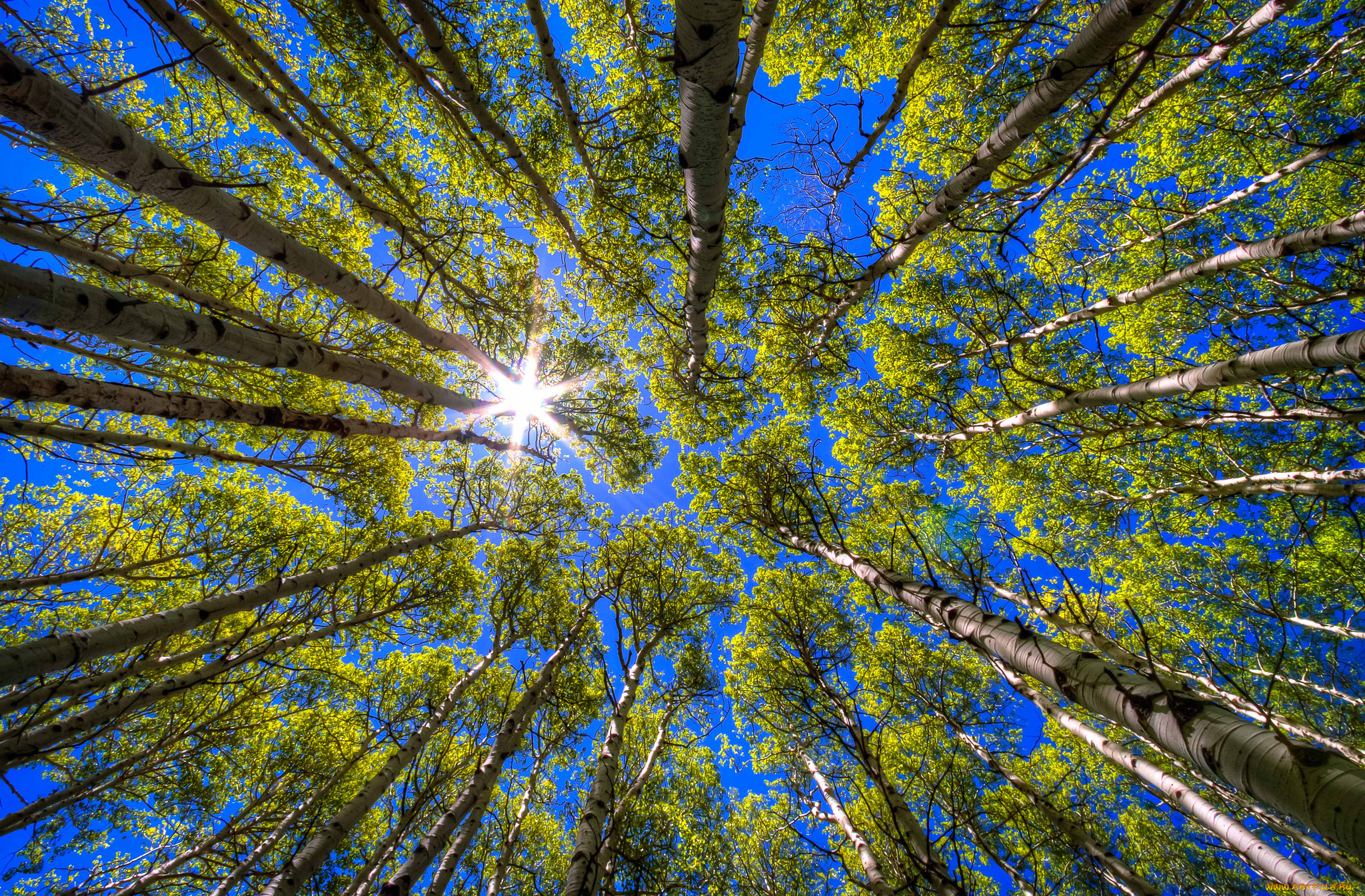 природа, деревья, солнце, небо, берёзы