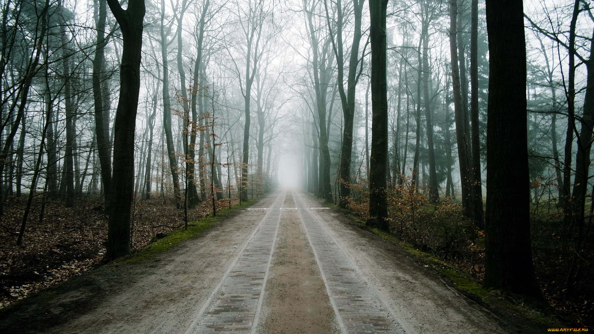 природа, дороги, лес, туман