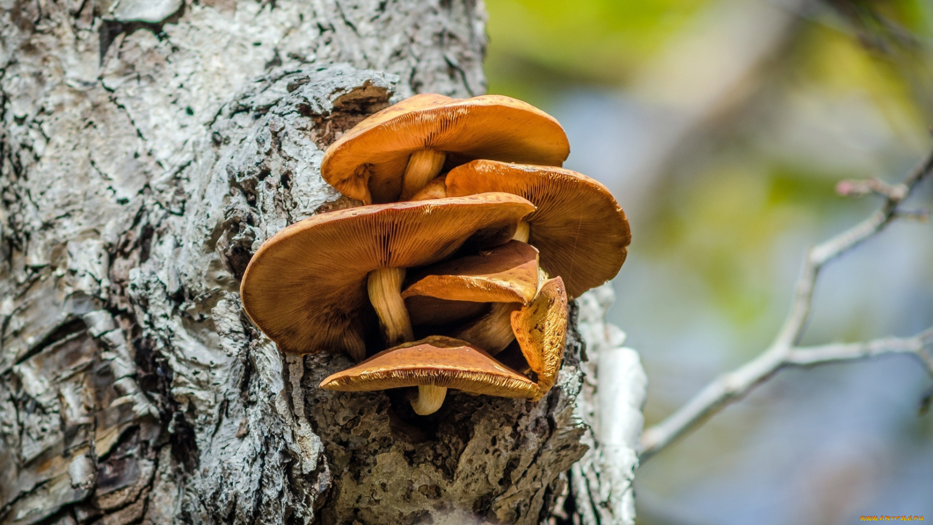 природа, грибы, семейка, кора, макро