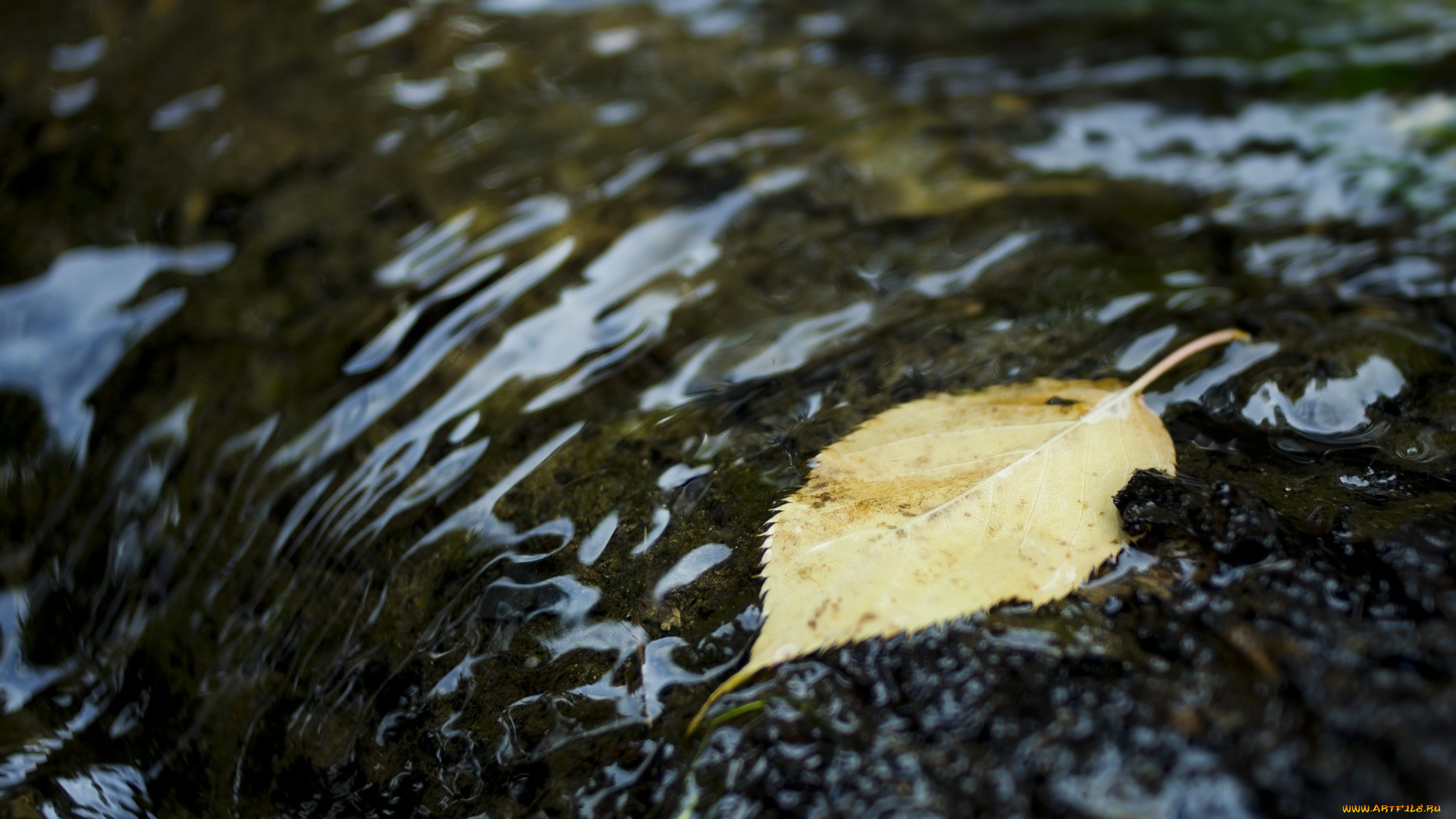 природа, листья, осень, вода, макро