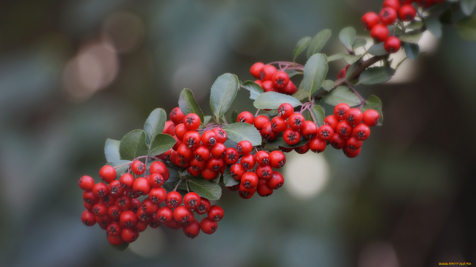 природа, Ягоды, , рябина, осень, красные, плоды, листья, ветка