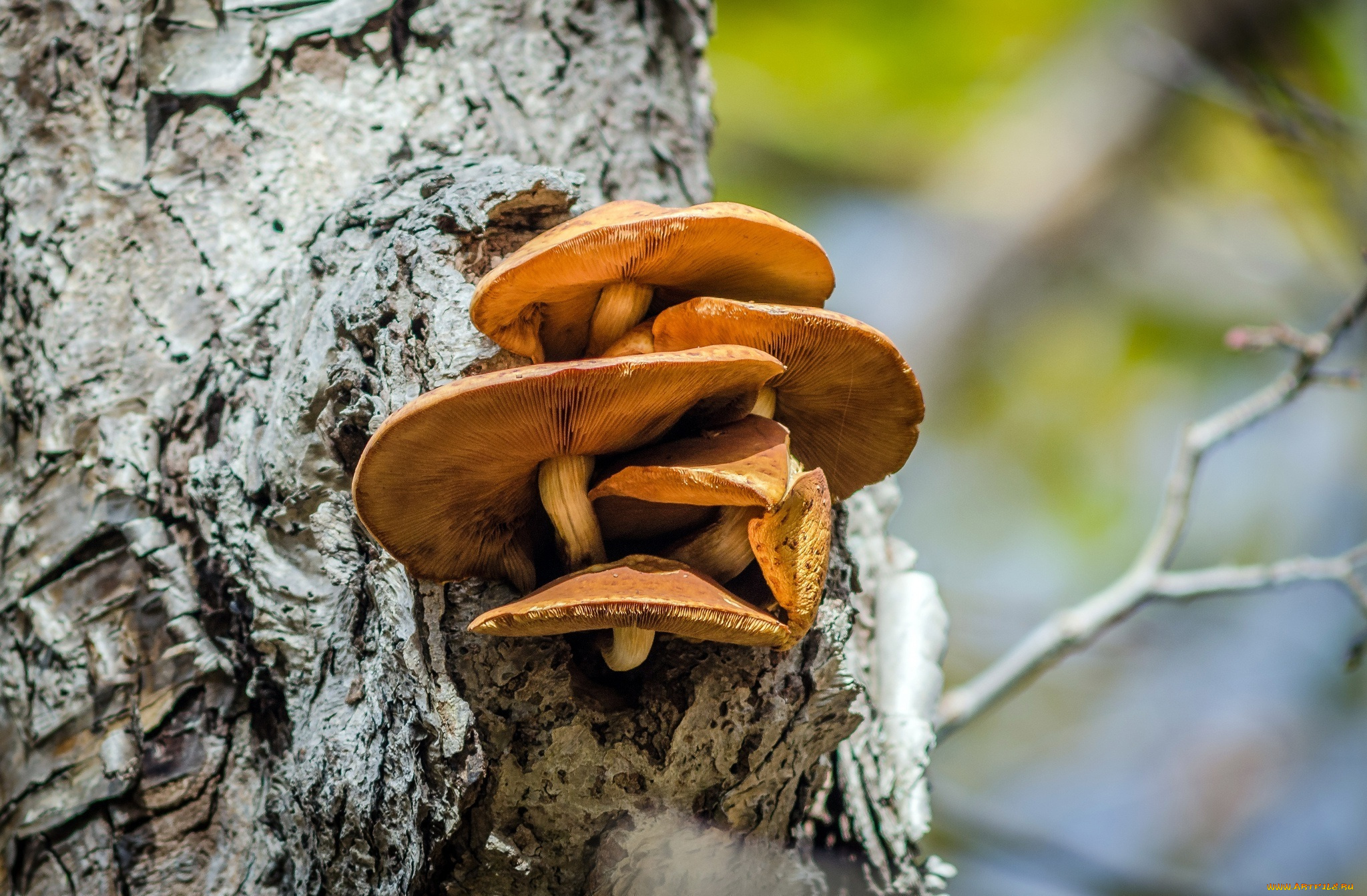 природа, грибы, семейка, кора, макро