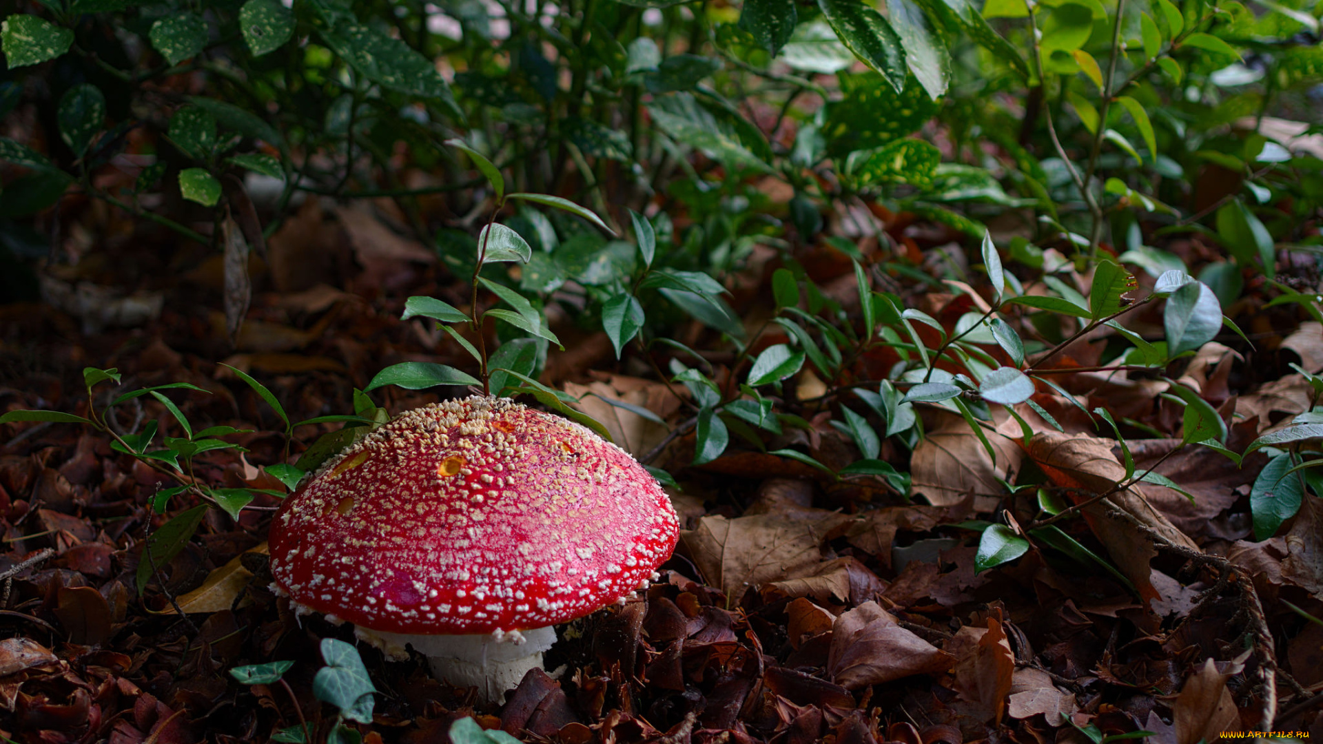 природа, грибы, , мухомор, грибочки