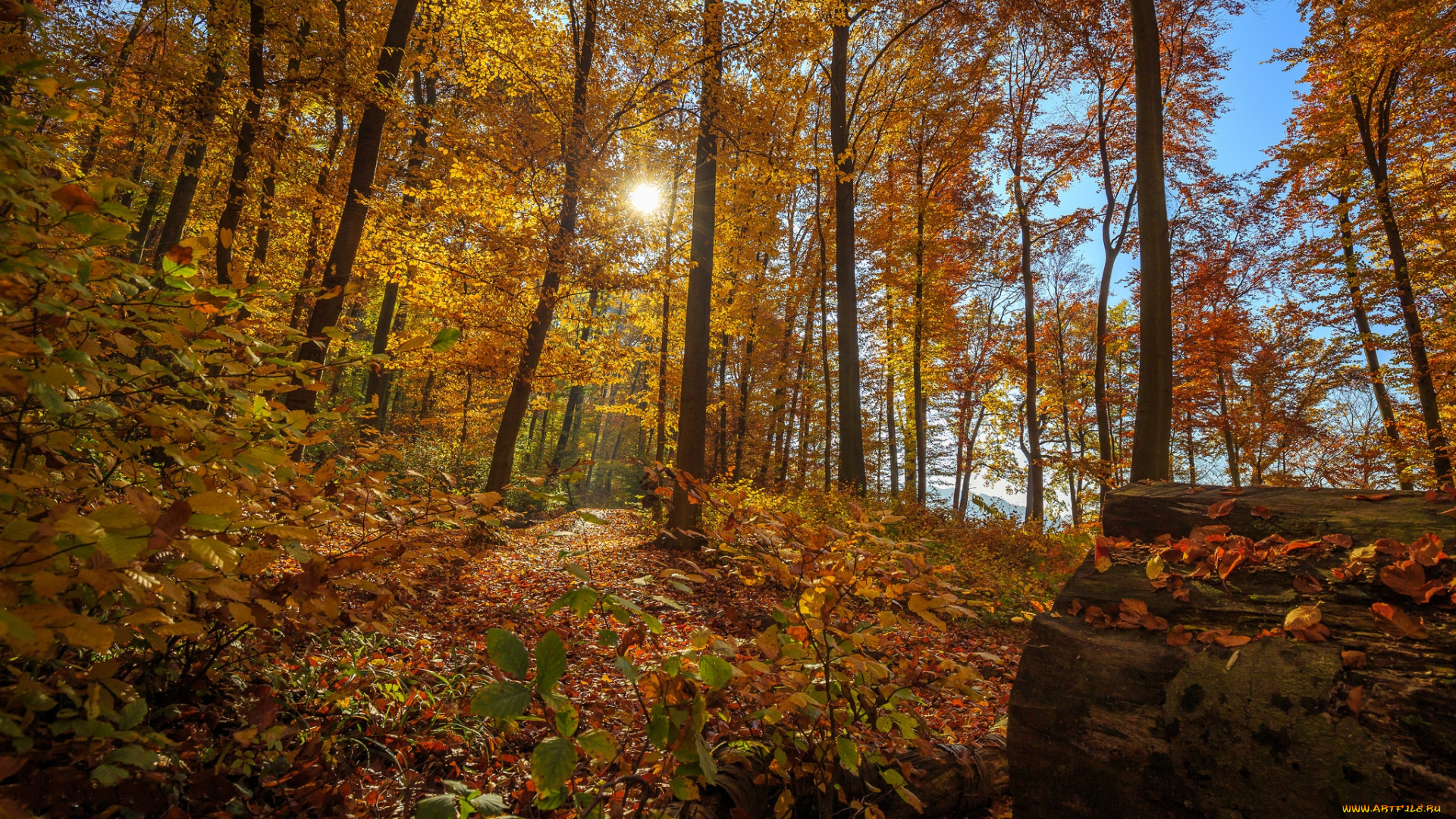 природа, лес, деревья