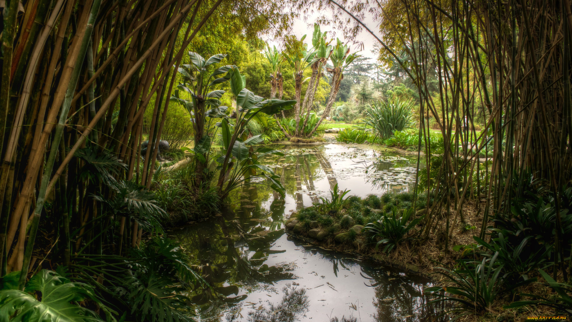 природа, тропики, курорт