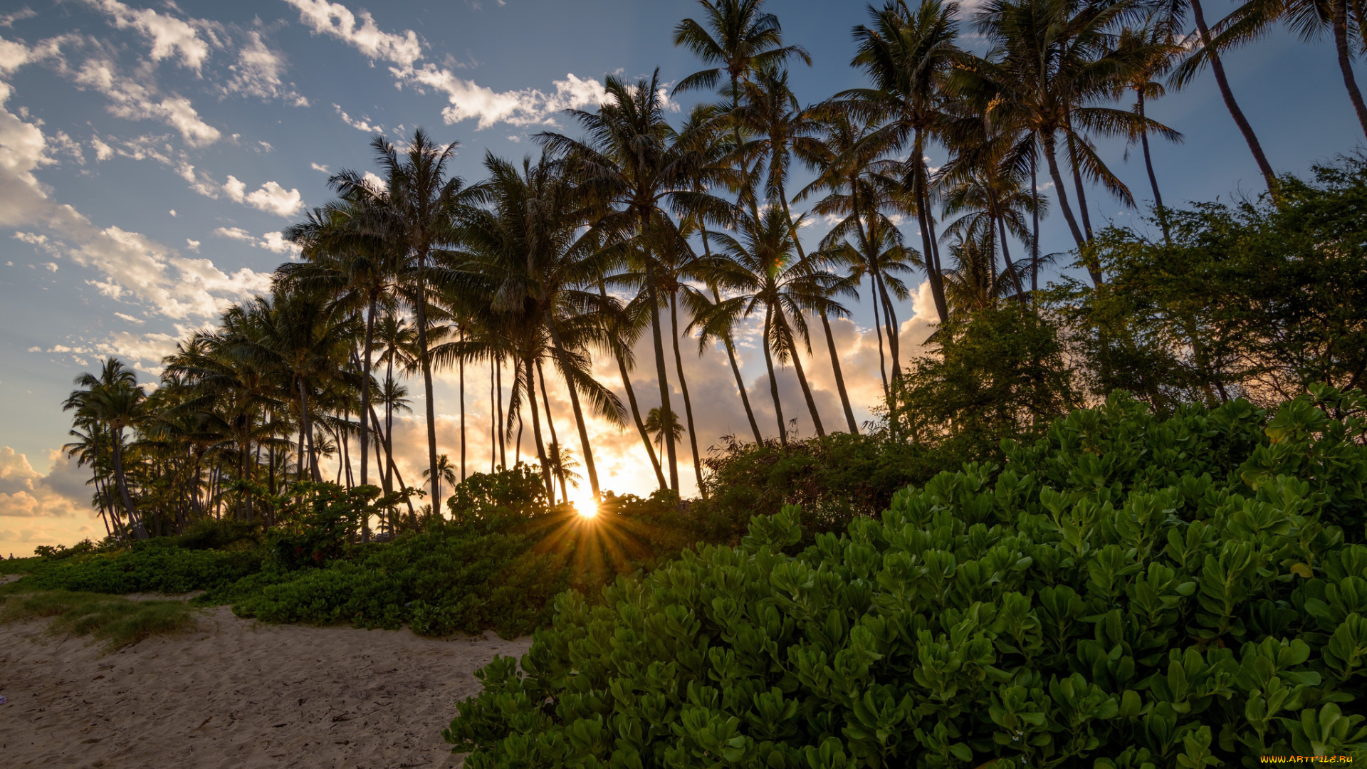 природа, тропики, курорт