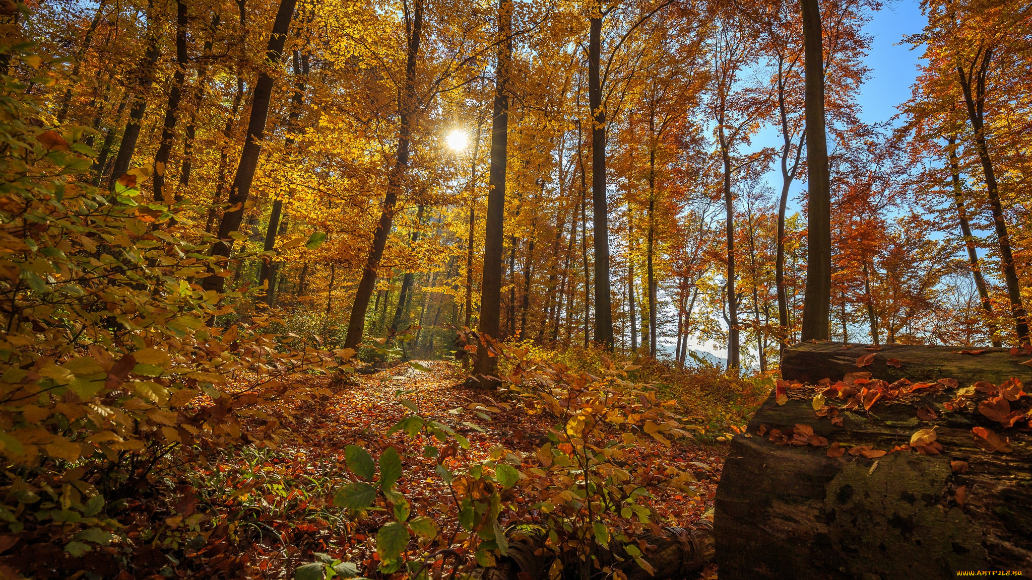 природа, лес, деревья