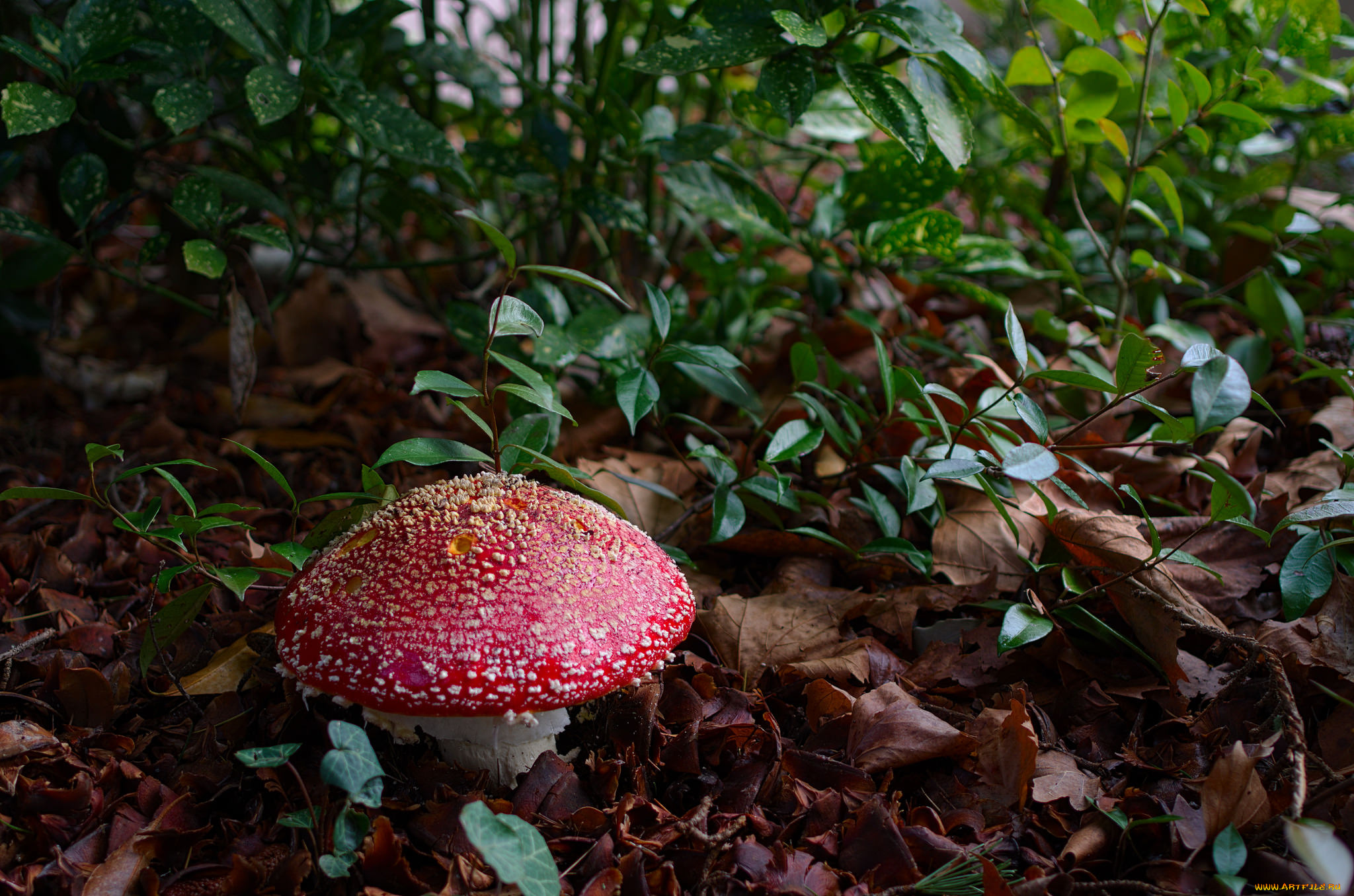 природа, грибы, , мухомор, грибочки