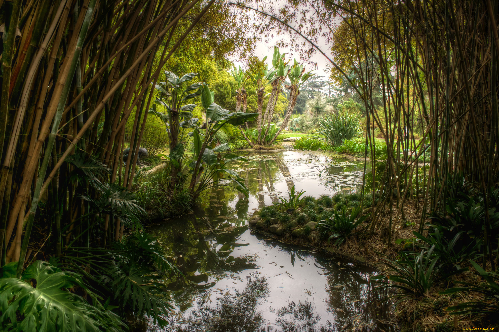 природа, тропики, курорт