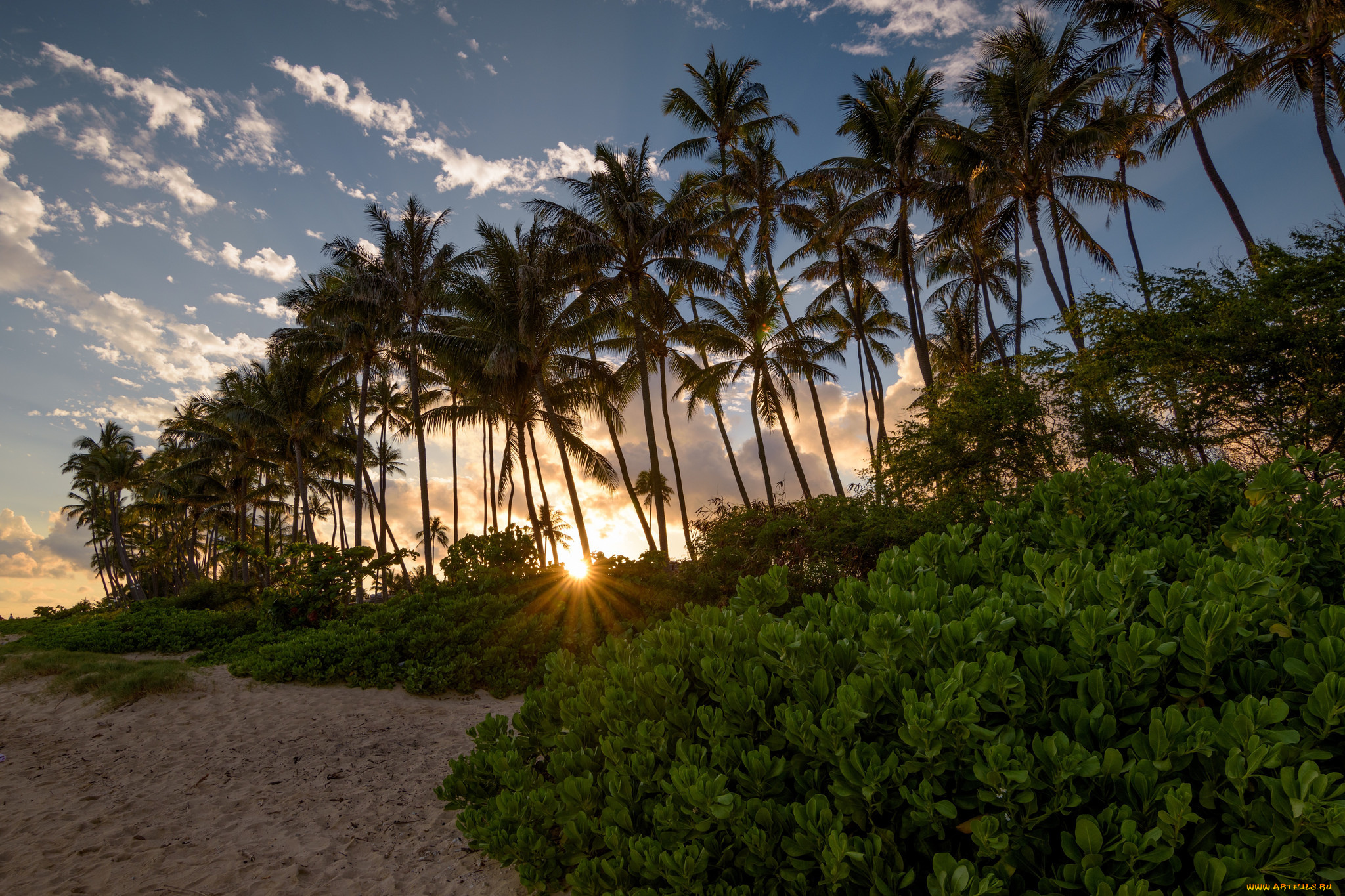 природа, тропики, курорт