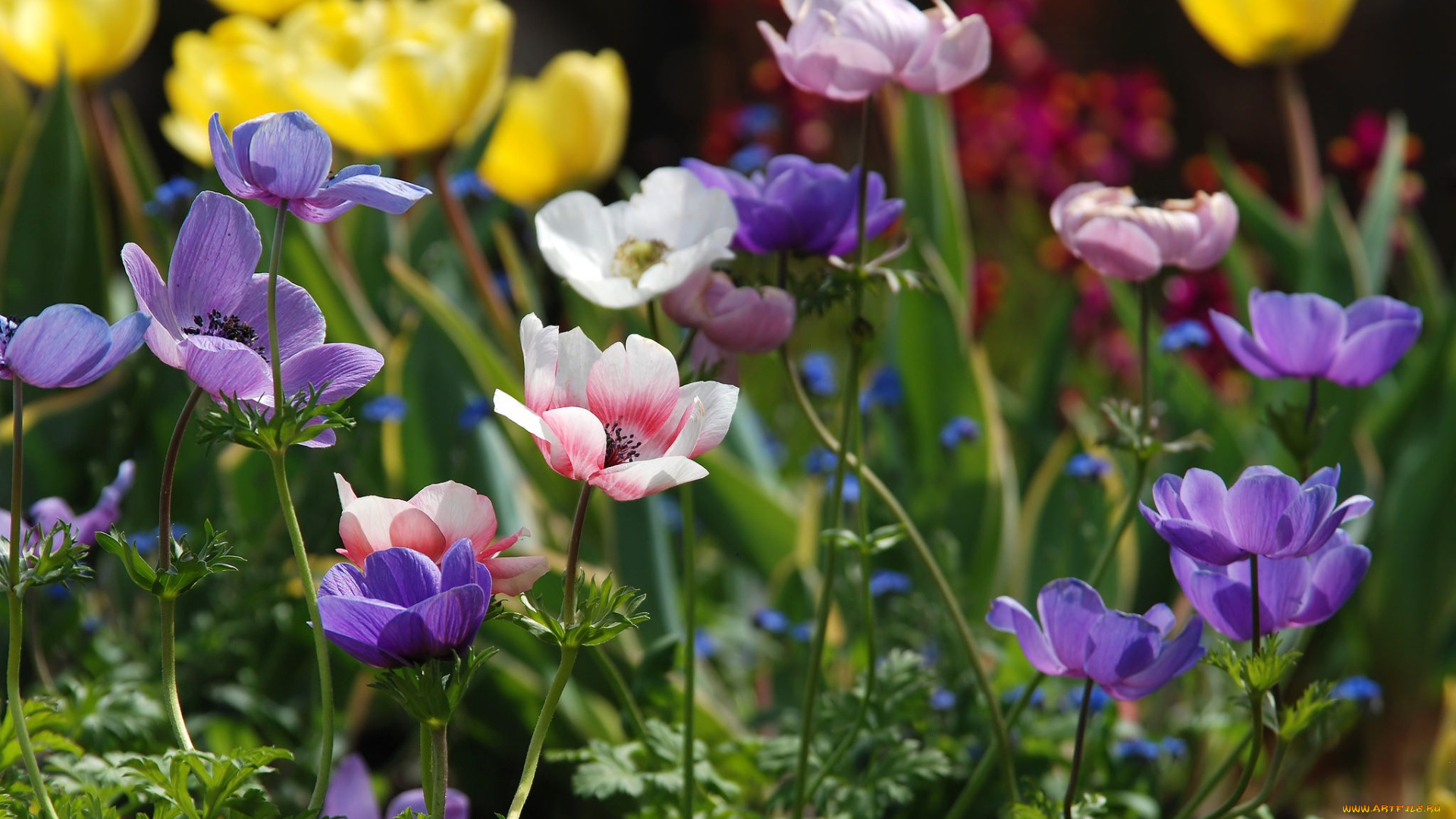 цветы, анемоны, , сон-трава, разноцветные, ветреница