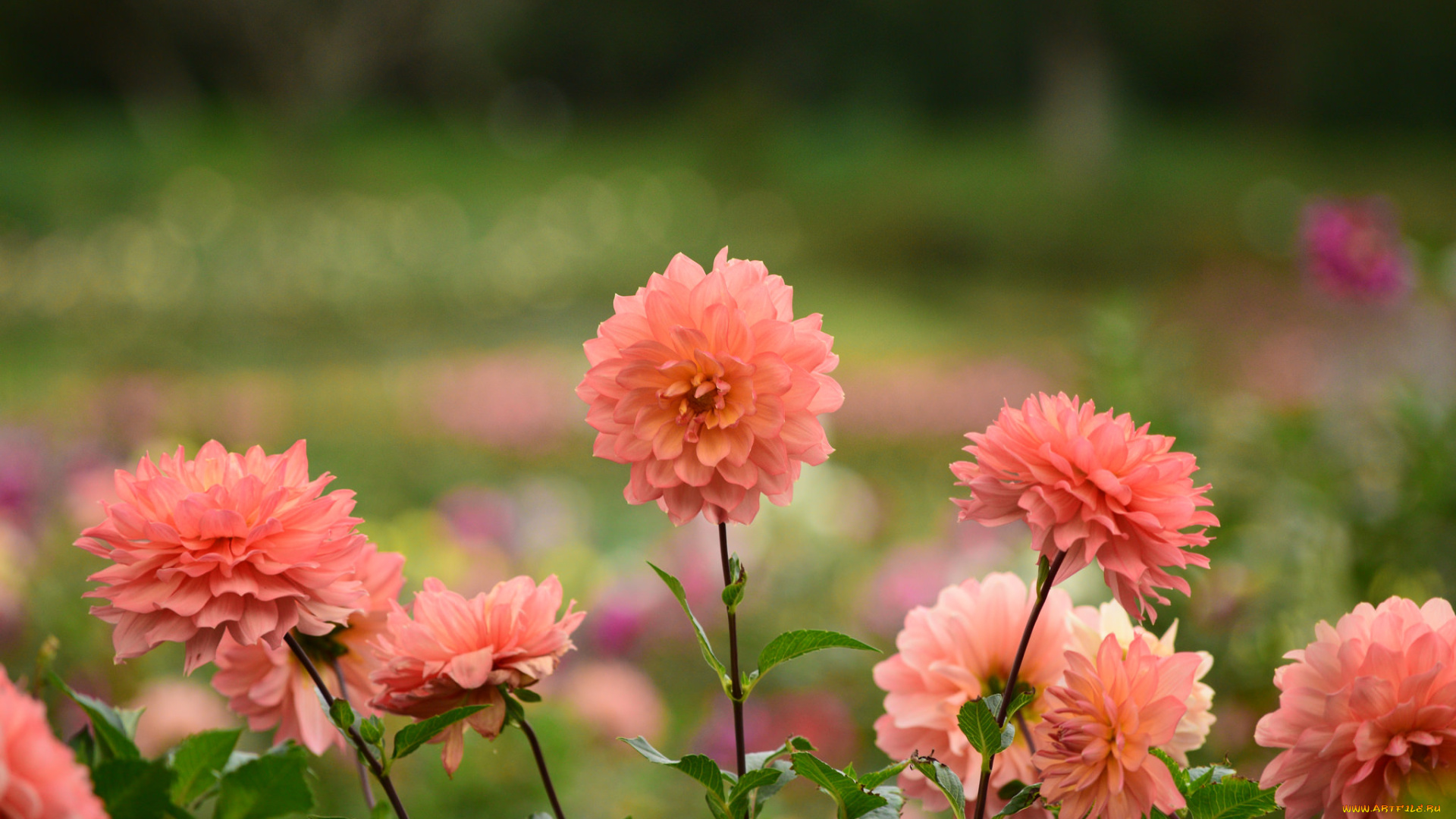 цветы, хризантемы, цвет, хризантема, лепестки, цветение