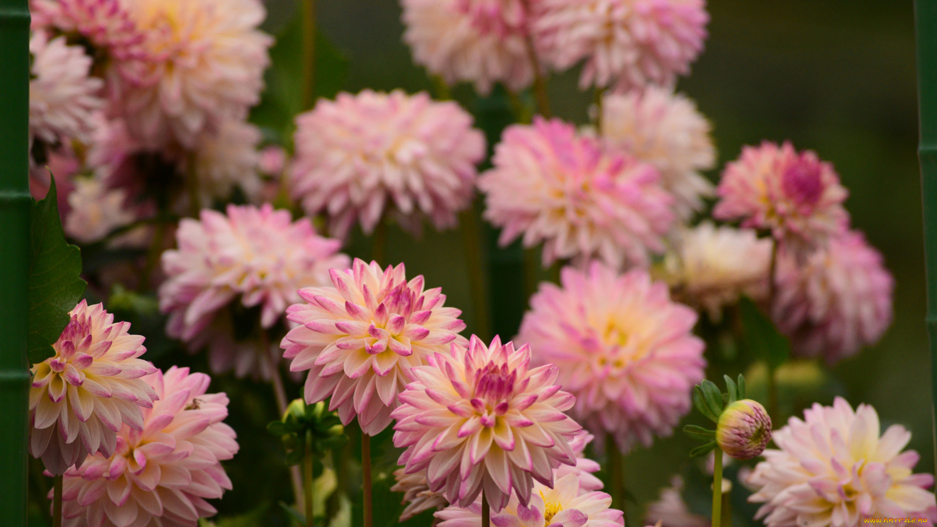 цветы, хризантемы, хризантема, красота, цвет, лепестки, цветение