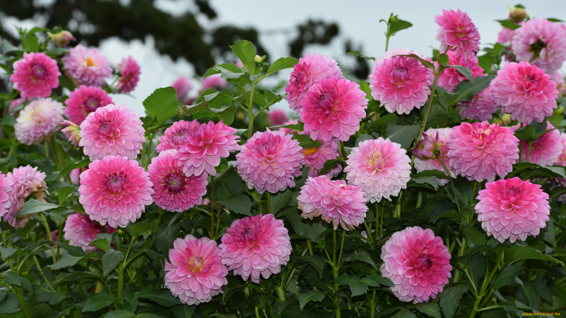 цветы, хризантемы, красота, цвет, хризантема, лепестки, цветение