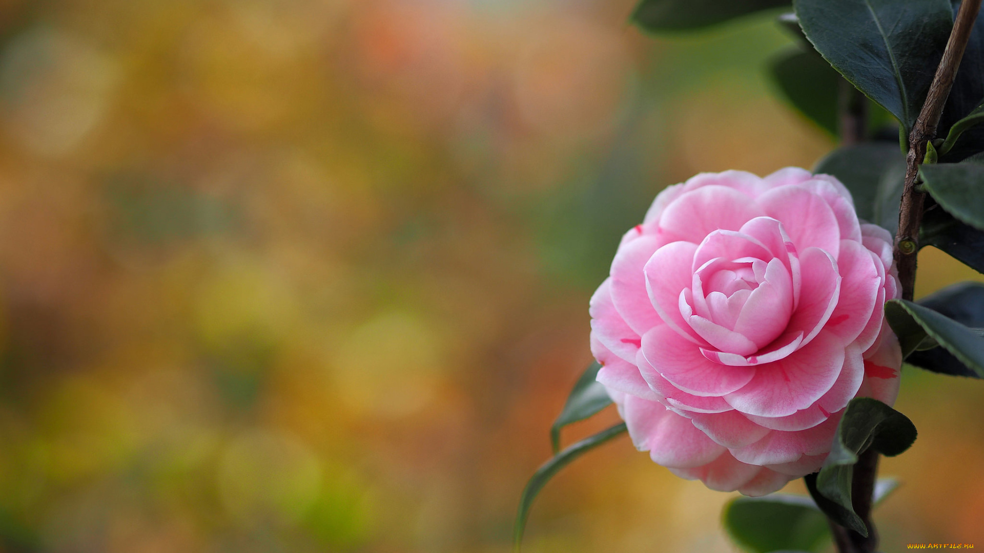 цветы, камелии, цветение, цвет, камелия, лепестки, кустарник