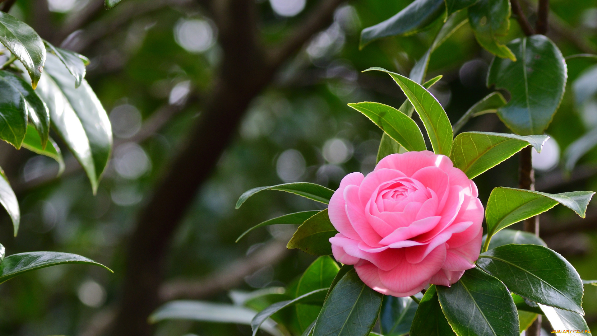 цветы, камелии, лепестки, кустарник, цветение, камелия, цвет