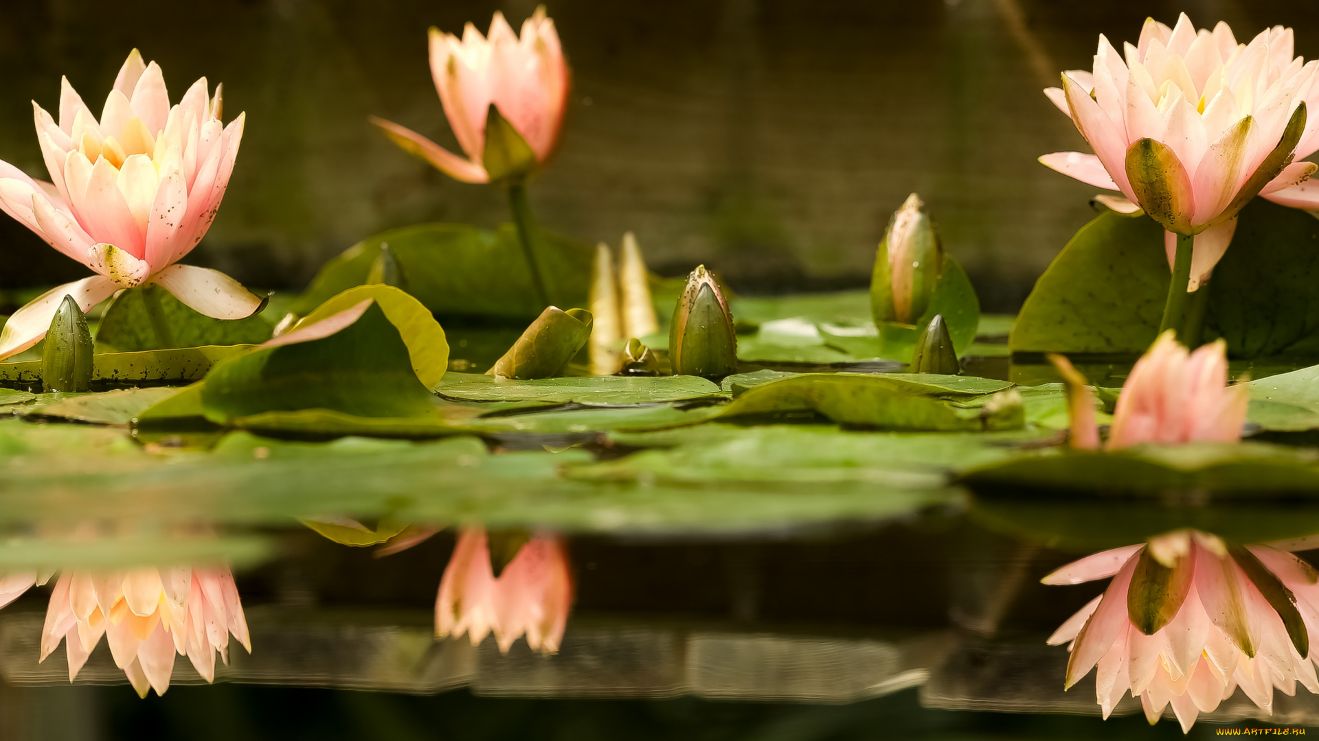 цветы, лотосы, листок, боке, лепестки, красиво, лотос