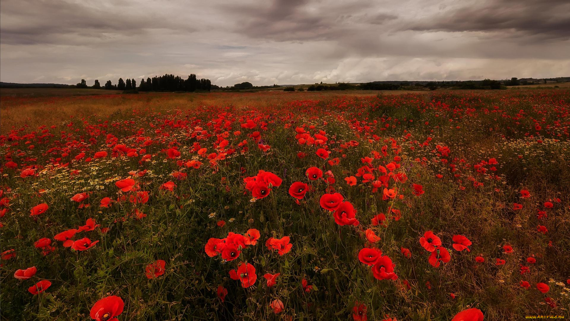 цветы, маки, пейзаж, поле, закат