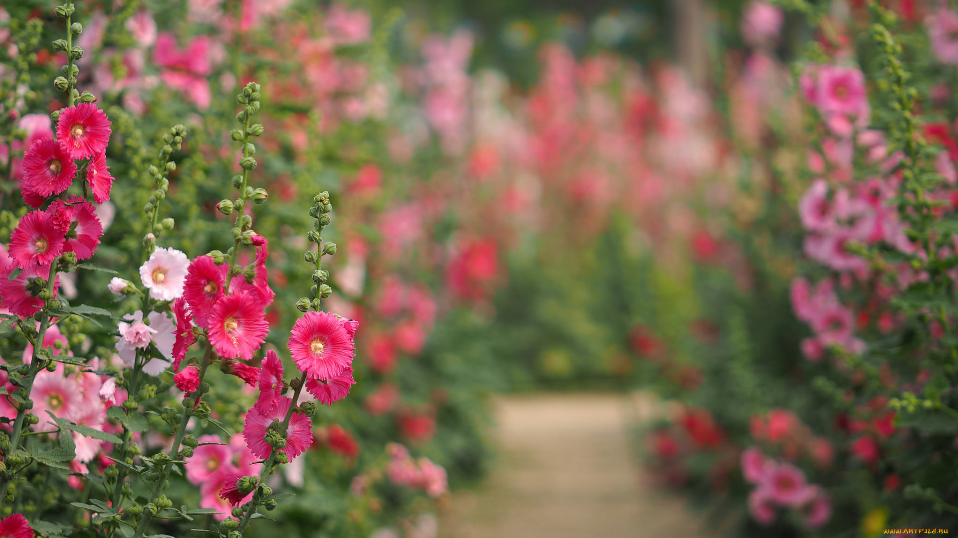цветы, мальвы, лето, окрас, цветение, мальва