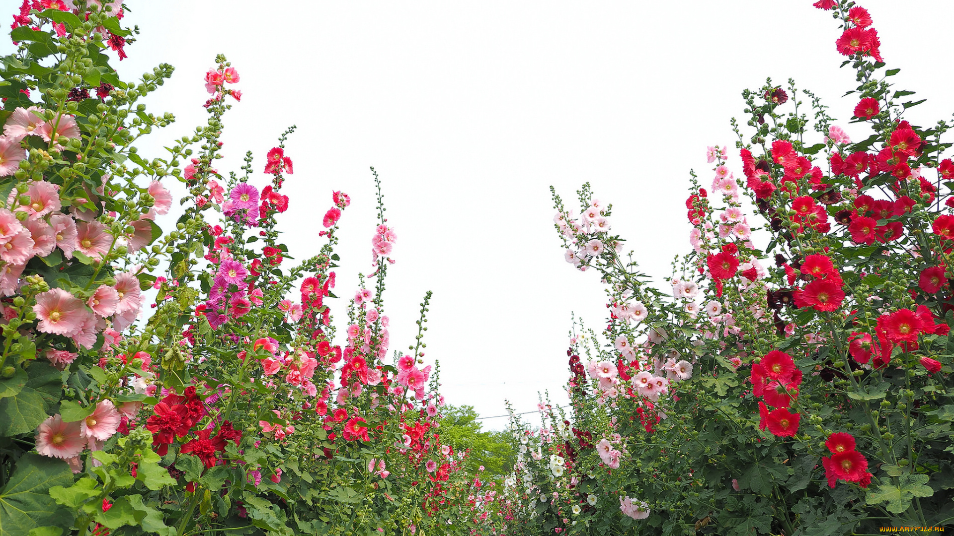 цветы, мальвы, мальва, лето, окрас, цветение