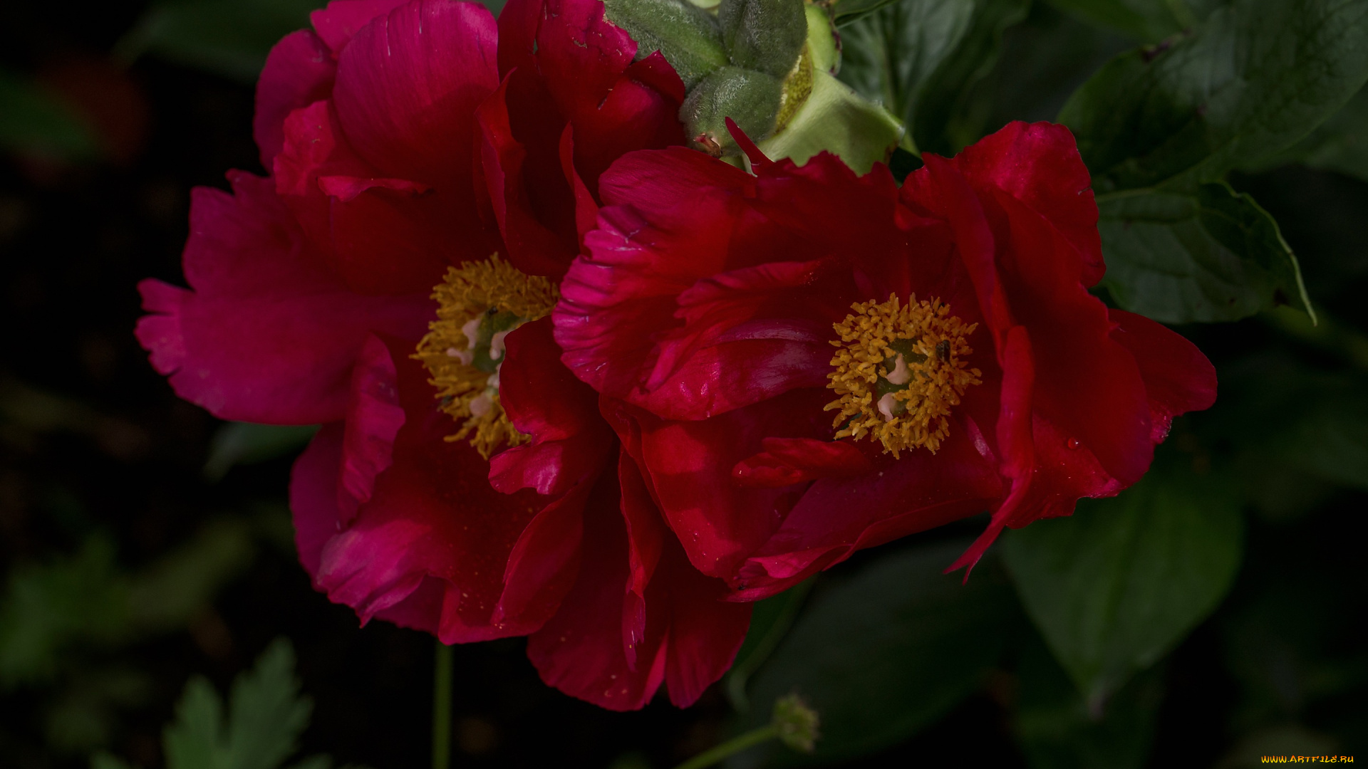 цветы, пионы, макро, лепестки